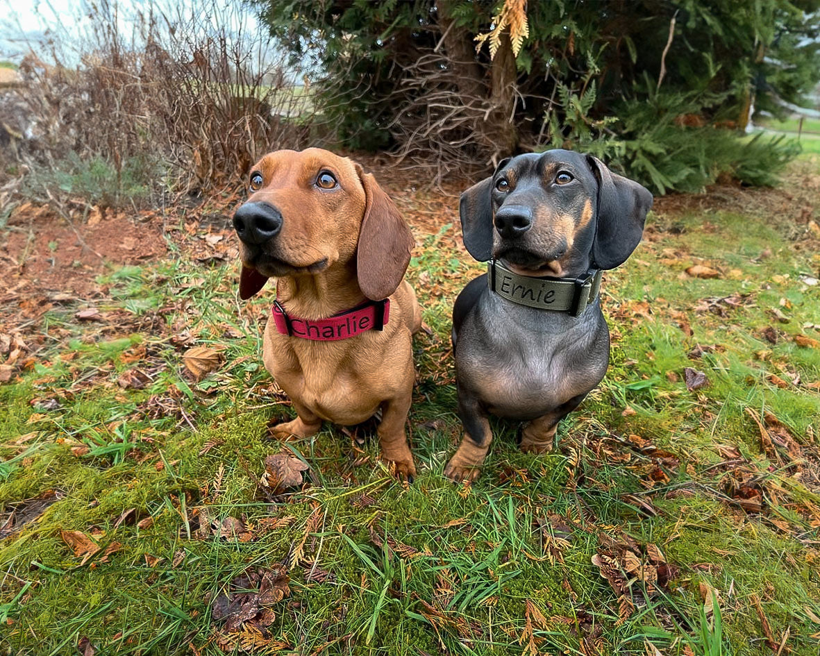 Hundehalsband Mini