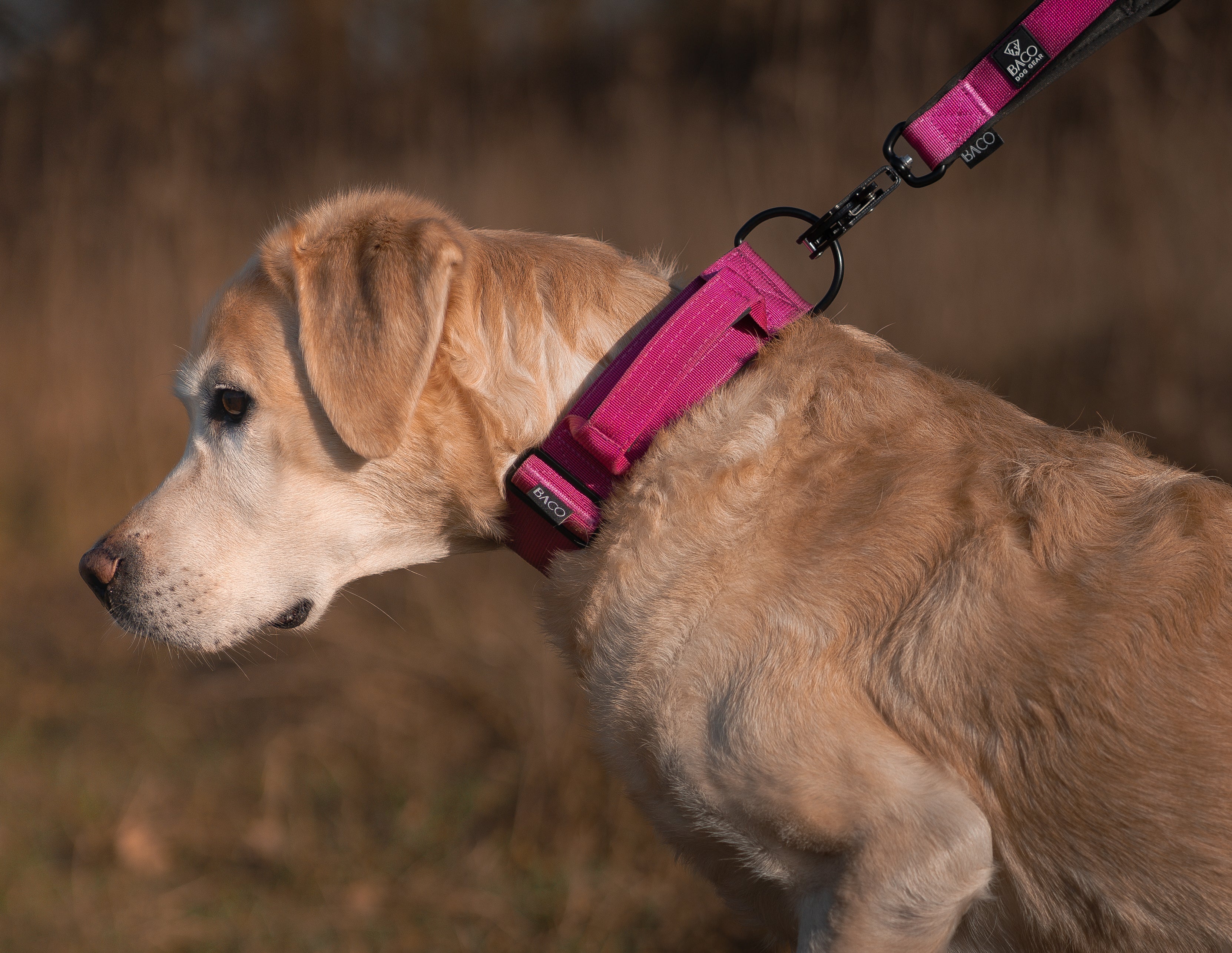 Alle anzeigen Halsband