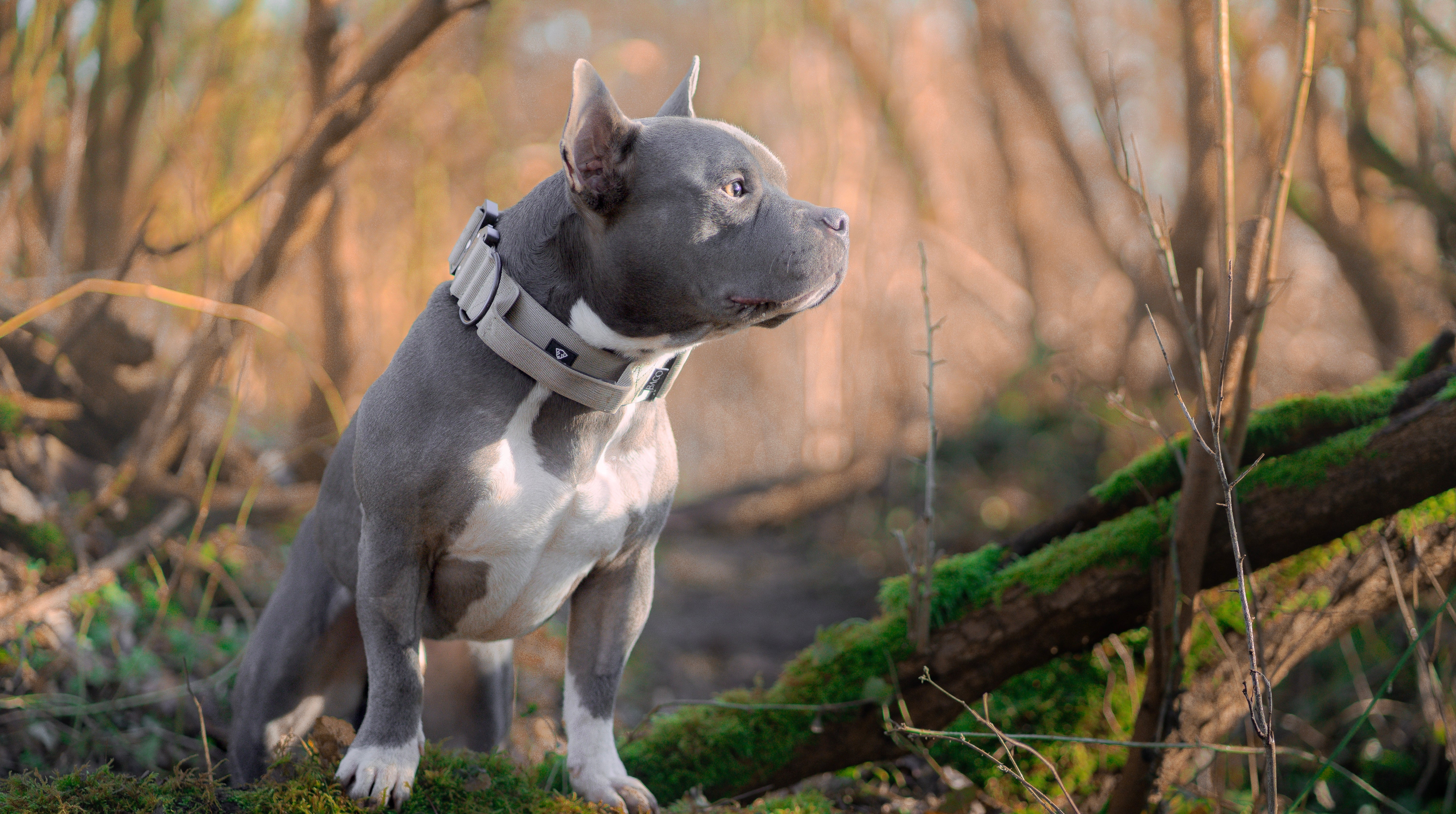 Halsbänder mit Griff