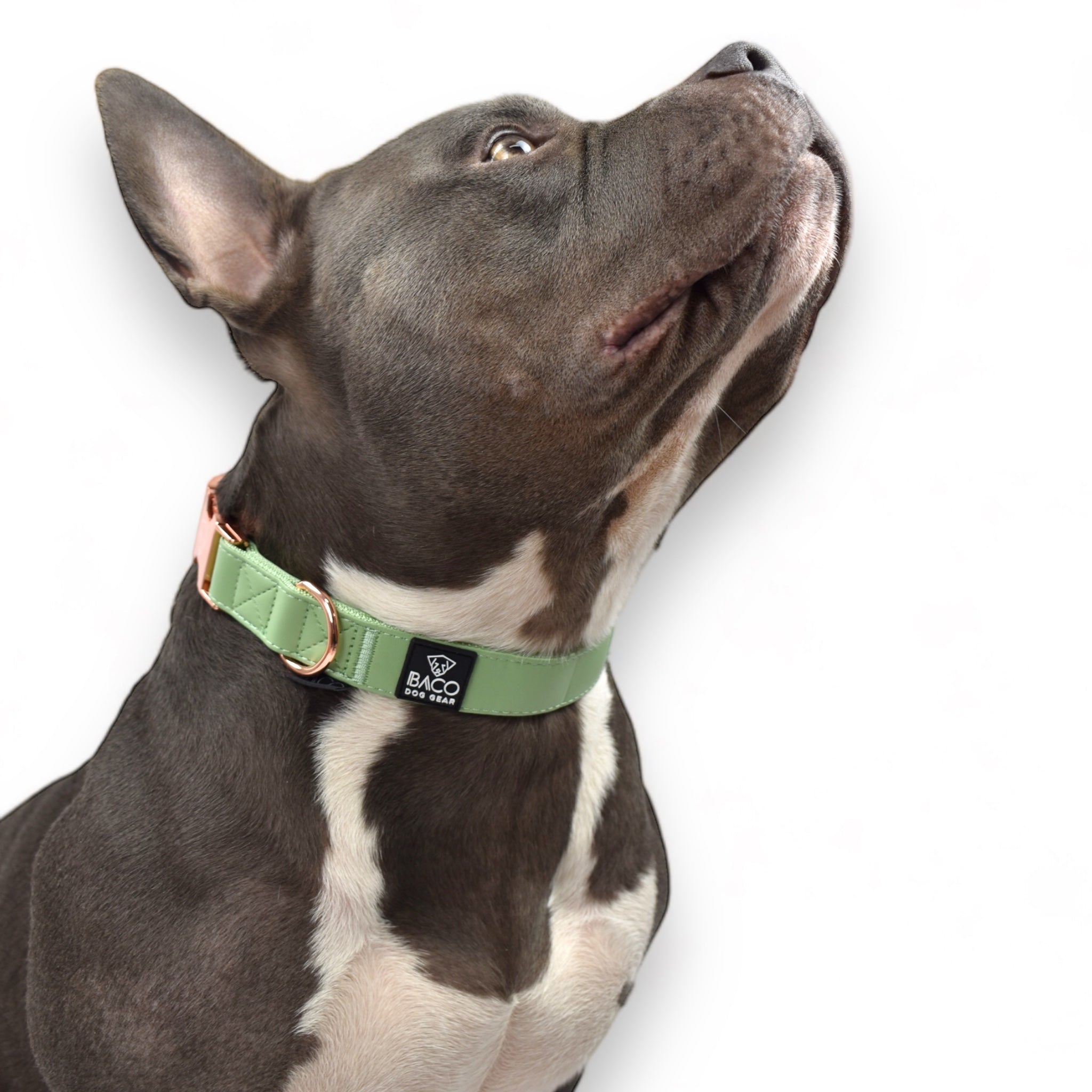 BACO DOG GEAR
