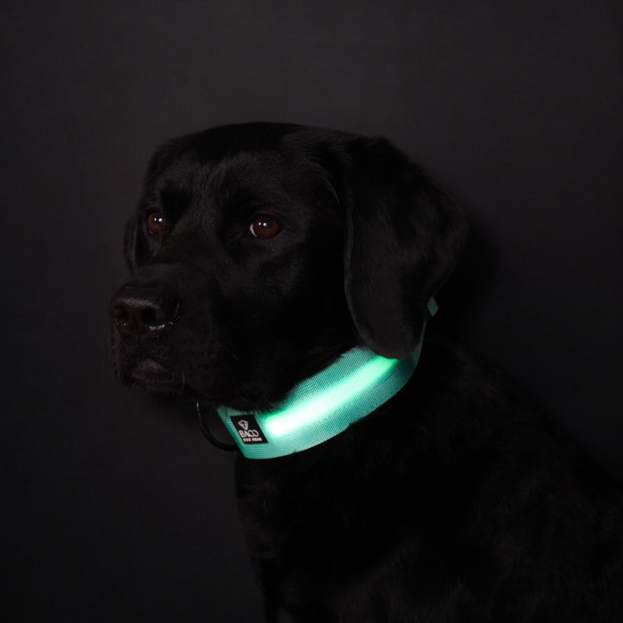 BACO DOG GEAR