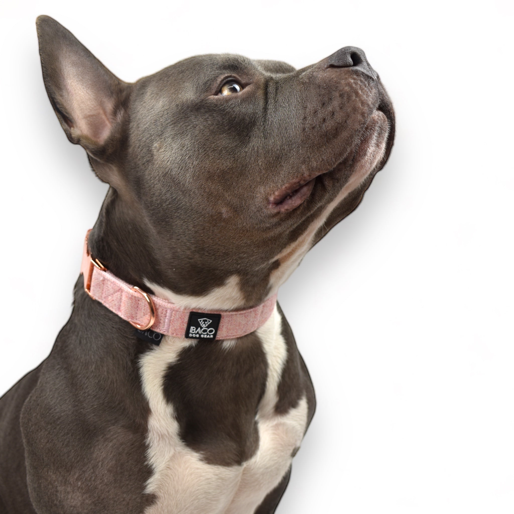 BACO DOG GEAR