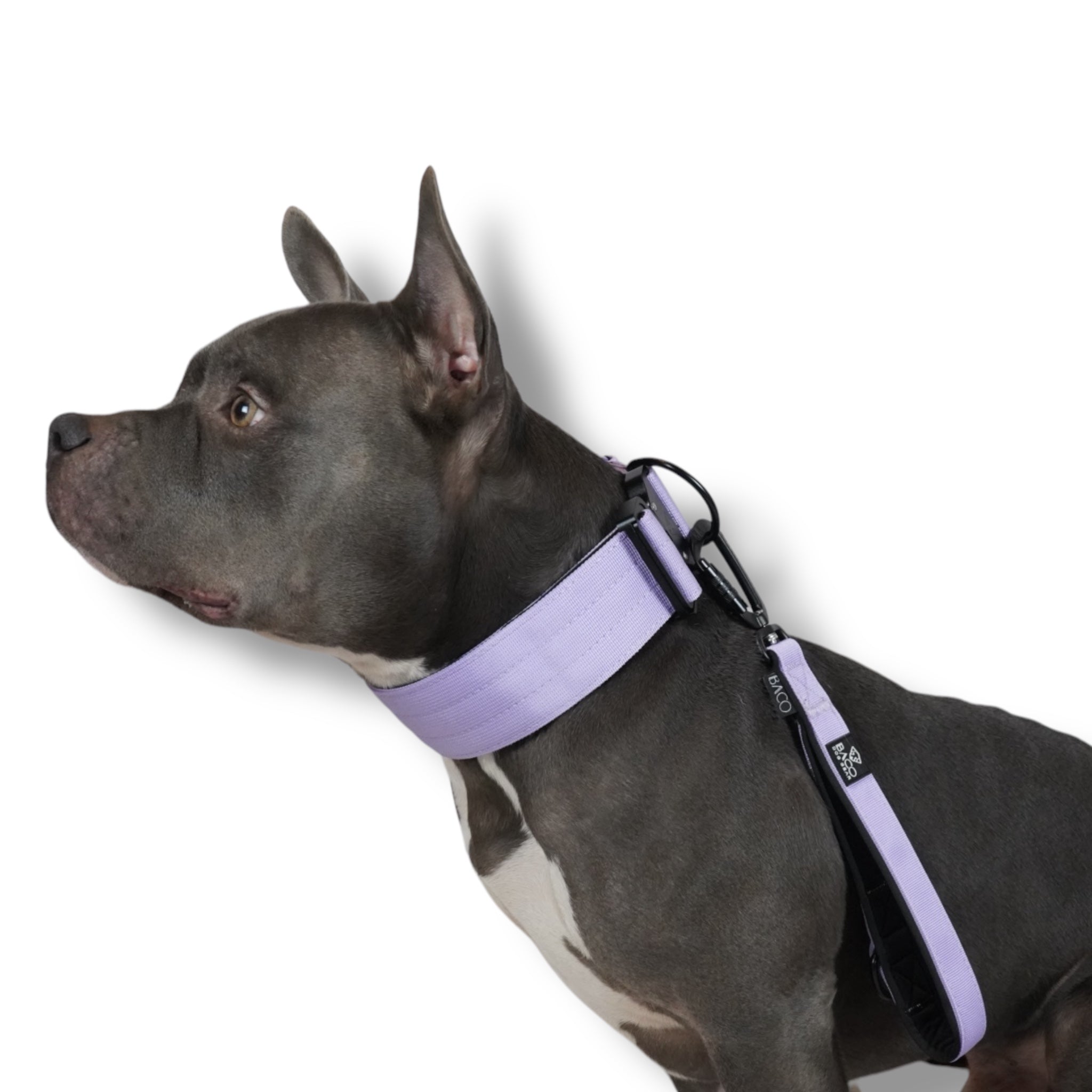 BACO DOG GEAR