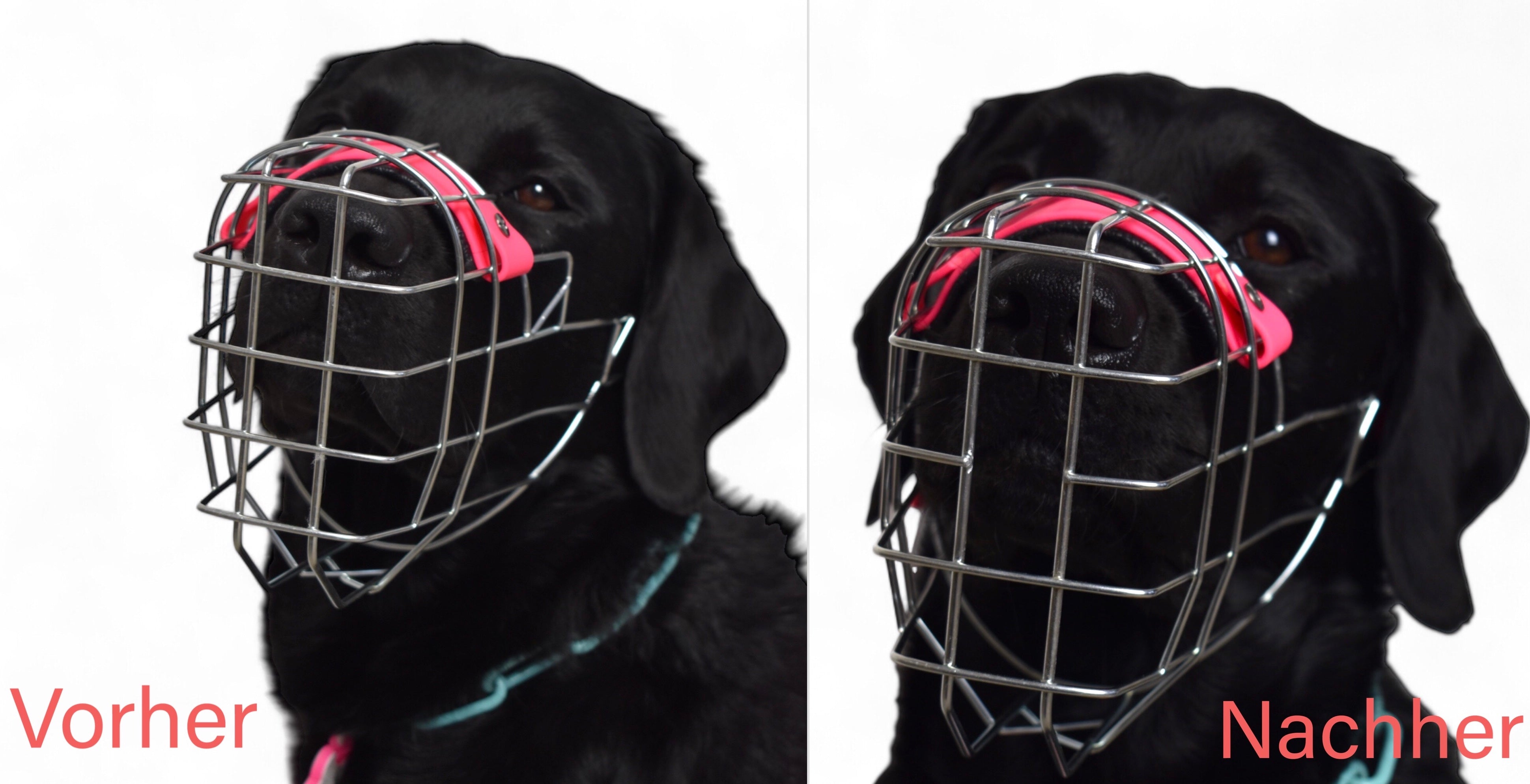 BACO DOG GEAR
