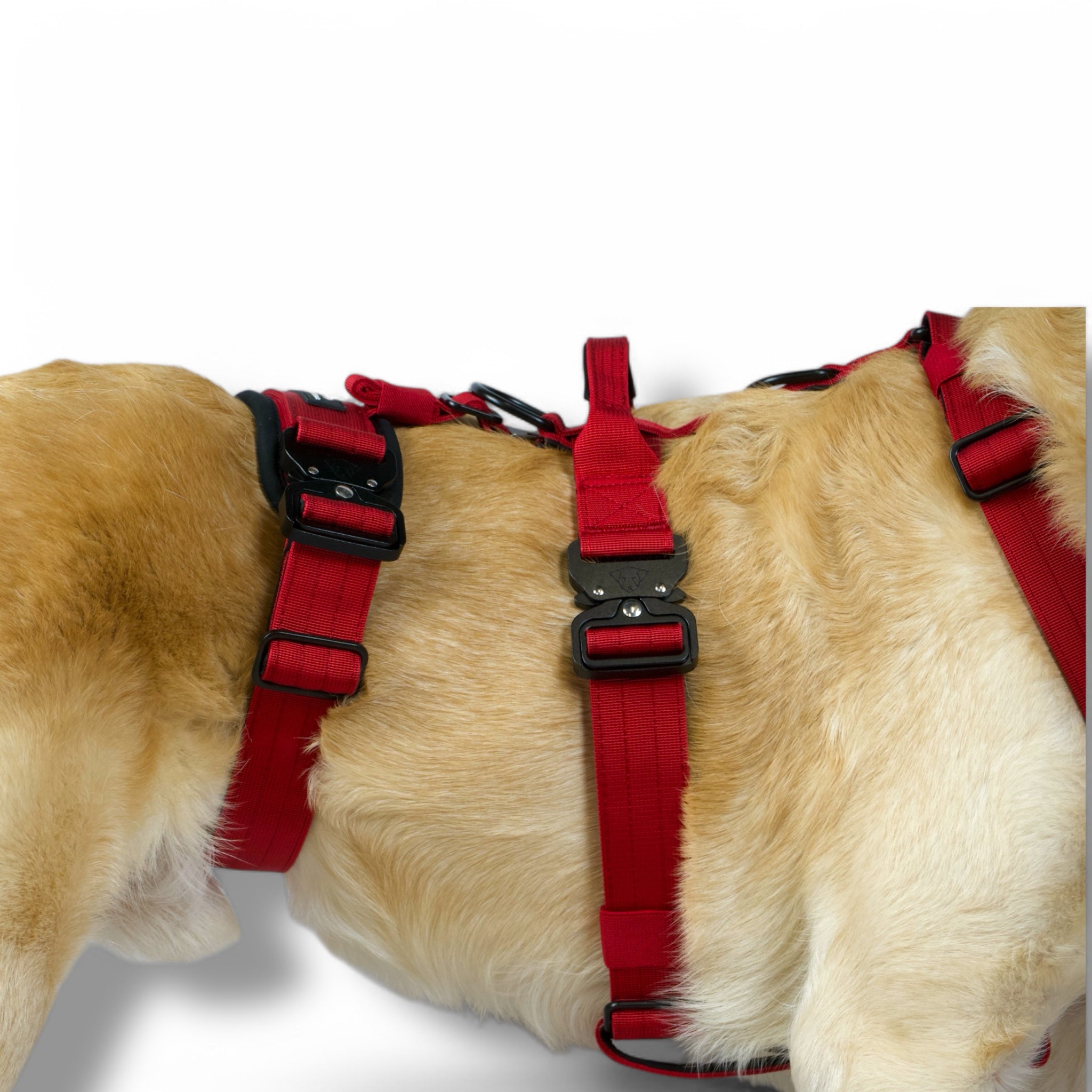 BACO DOG GEAR