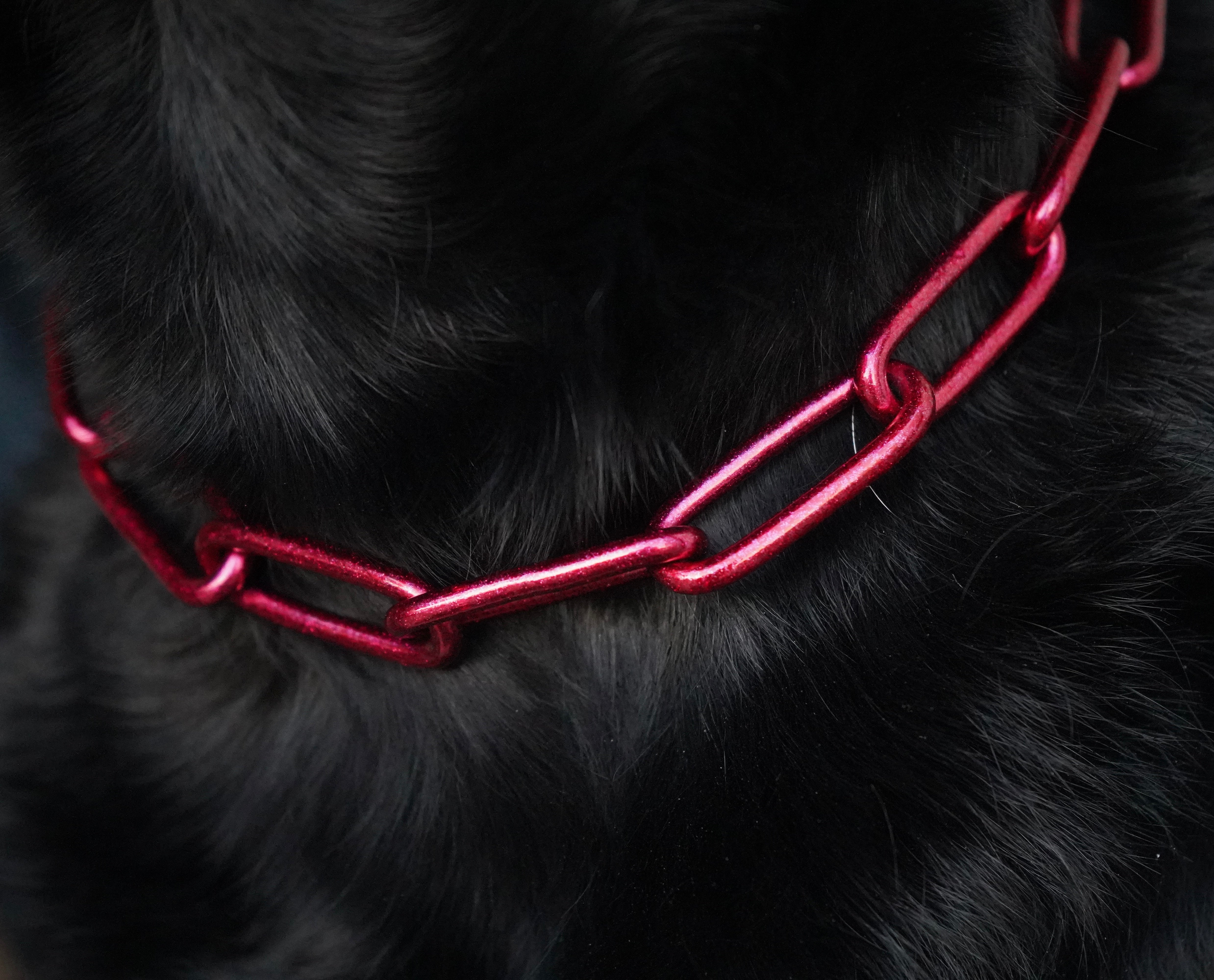 BACO DOG GEAR
