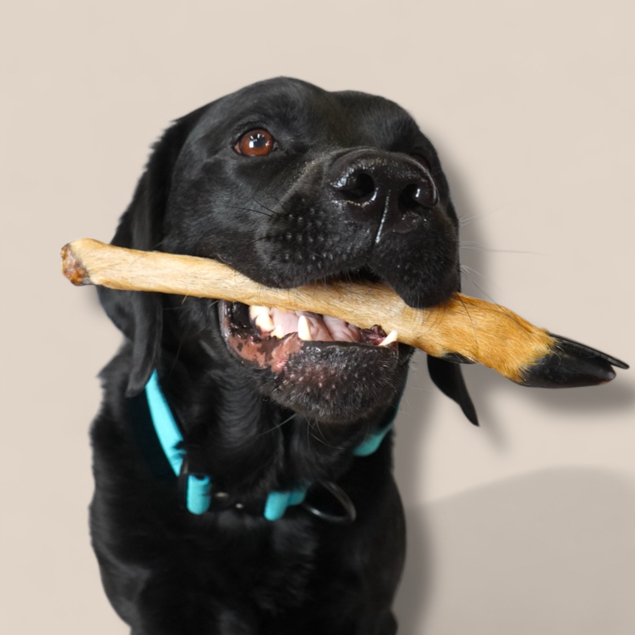 BACO DOG GEAR