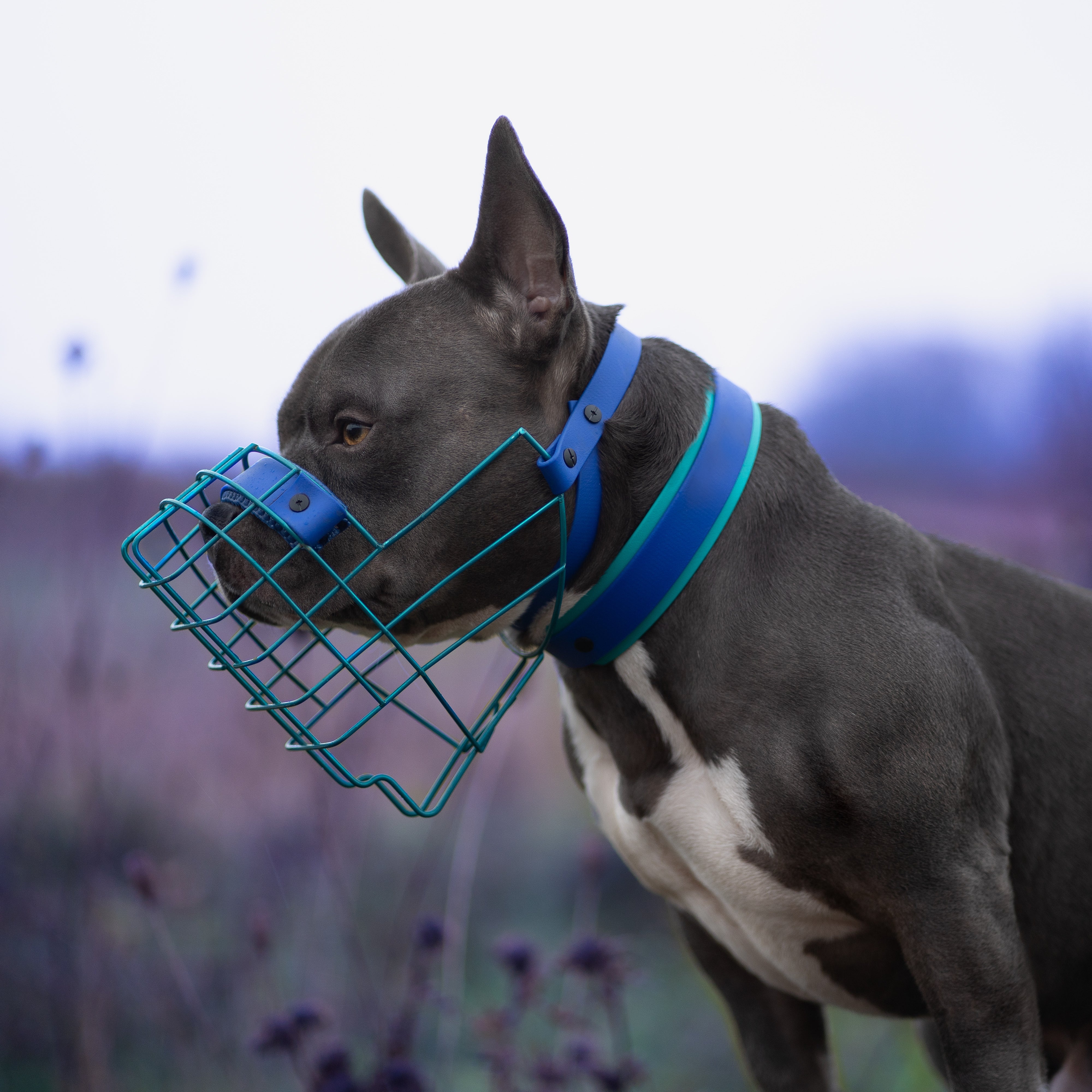 BACO DOG GEAR