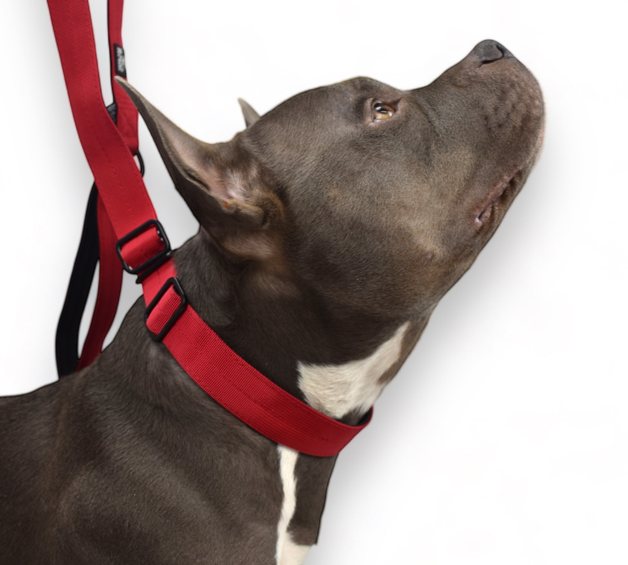 BACO DOG GEAR