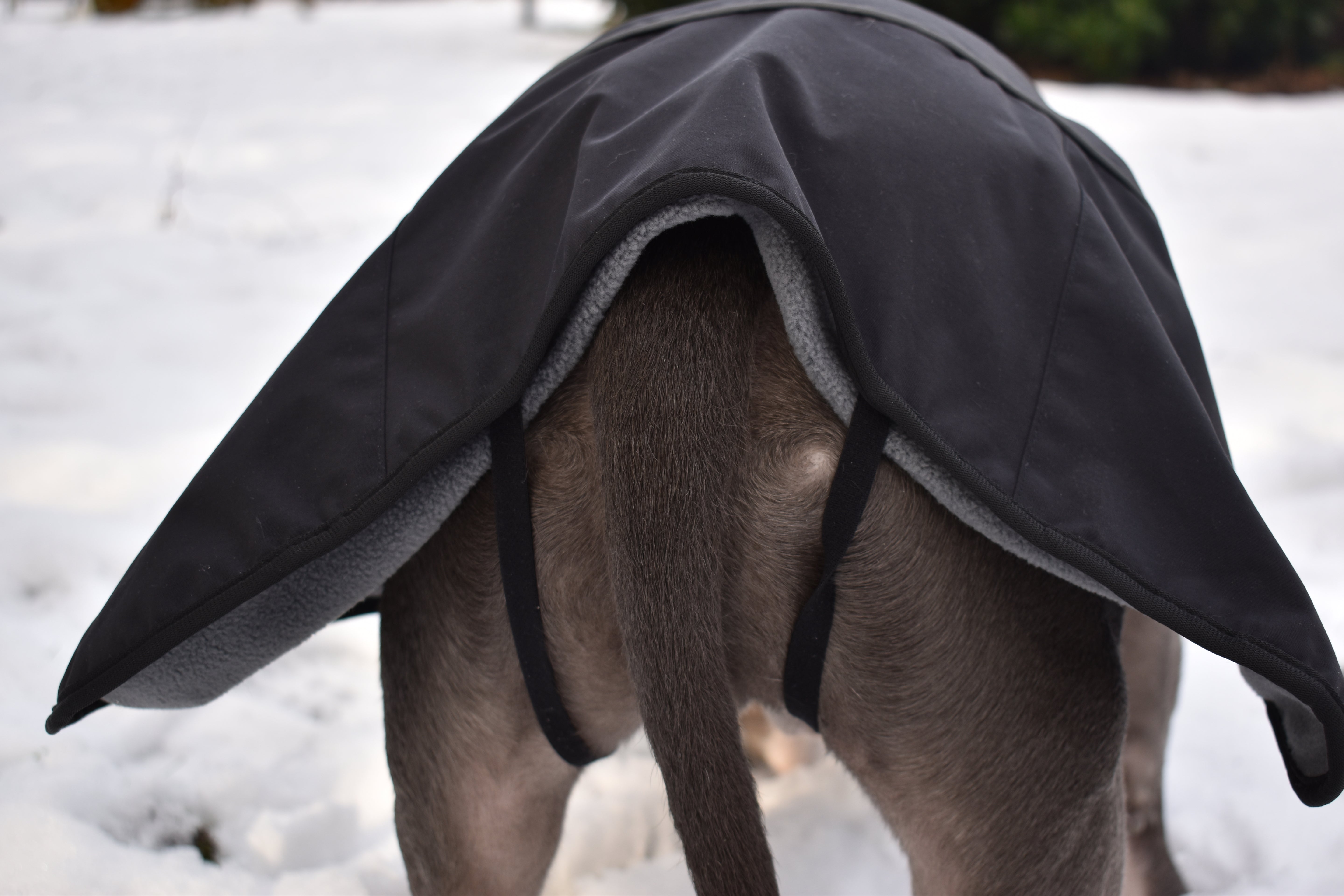 BACO DOG GEAR