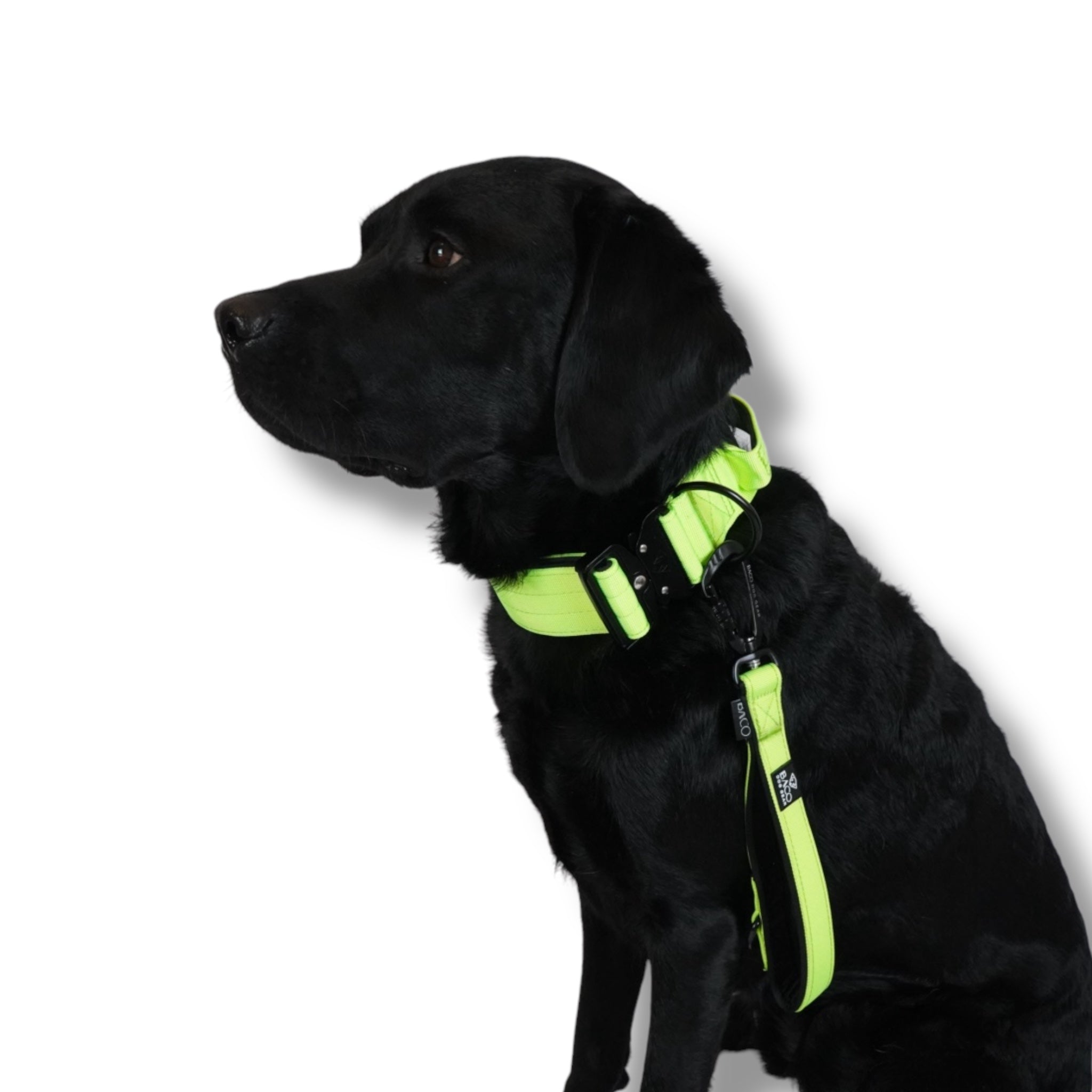 BACO DOG GEAR