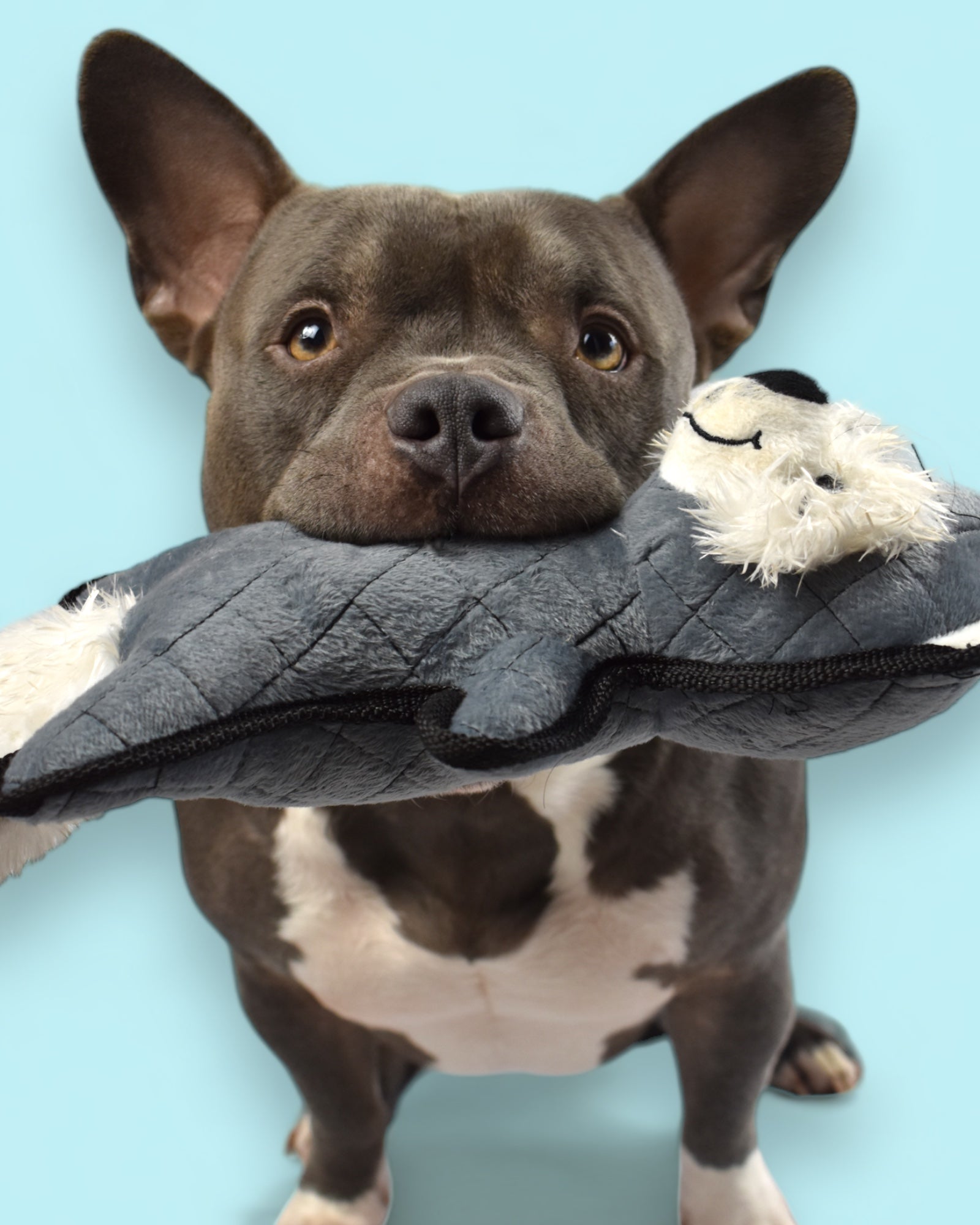 BACO DOG GEAR
