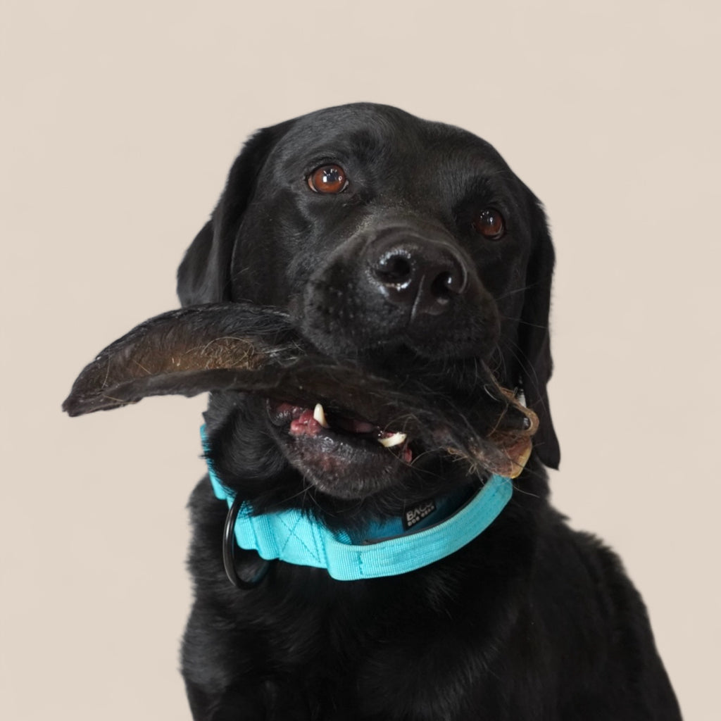 BACO DOG GEAR