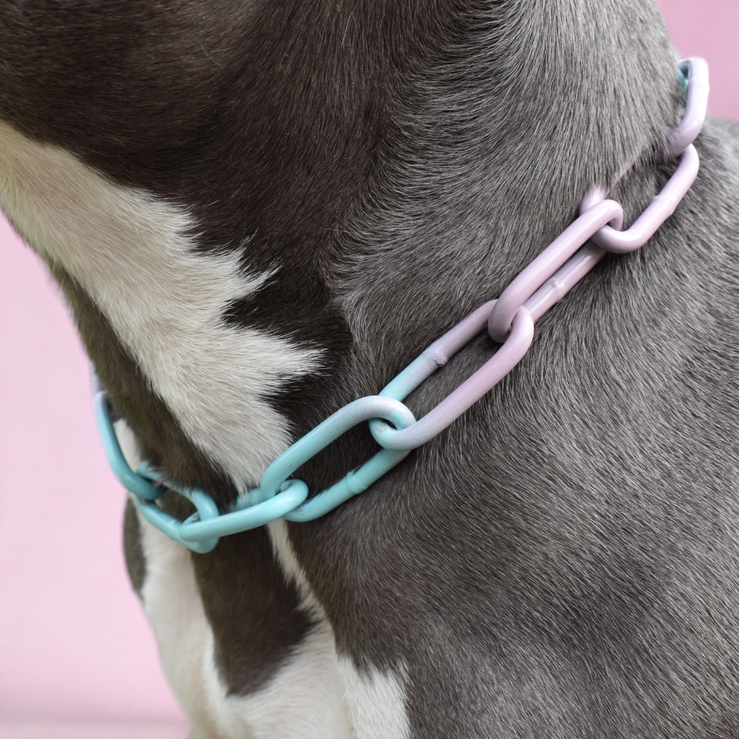 BACO DOG GEAR