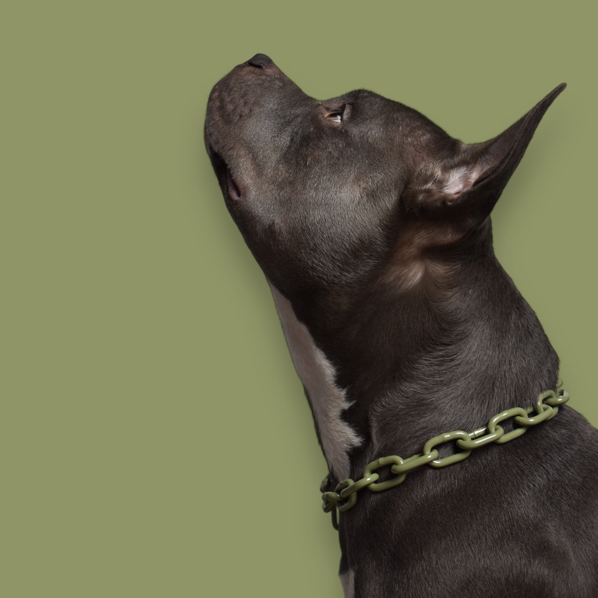 BACO DOG GEAR