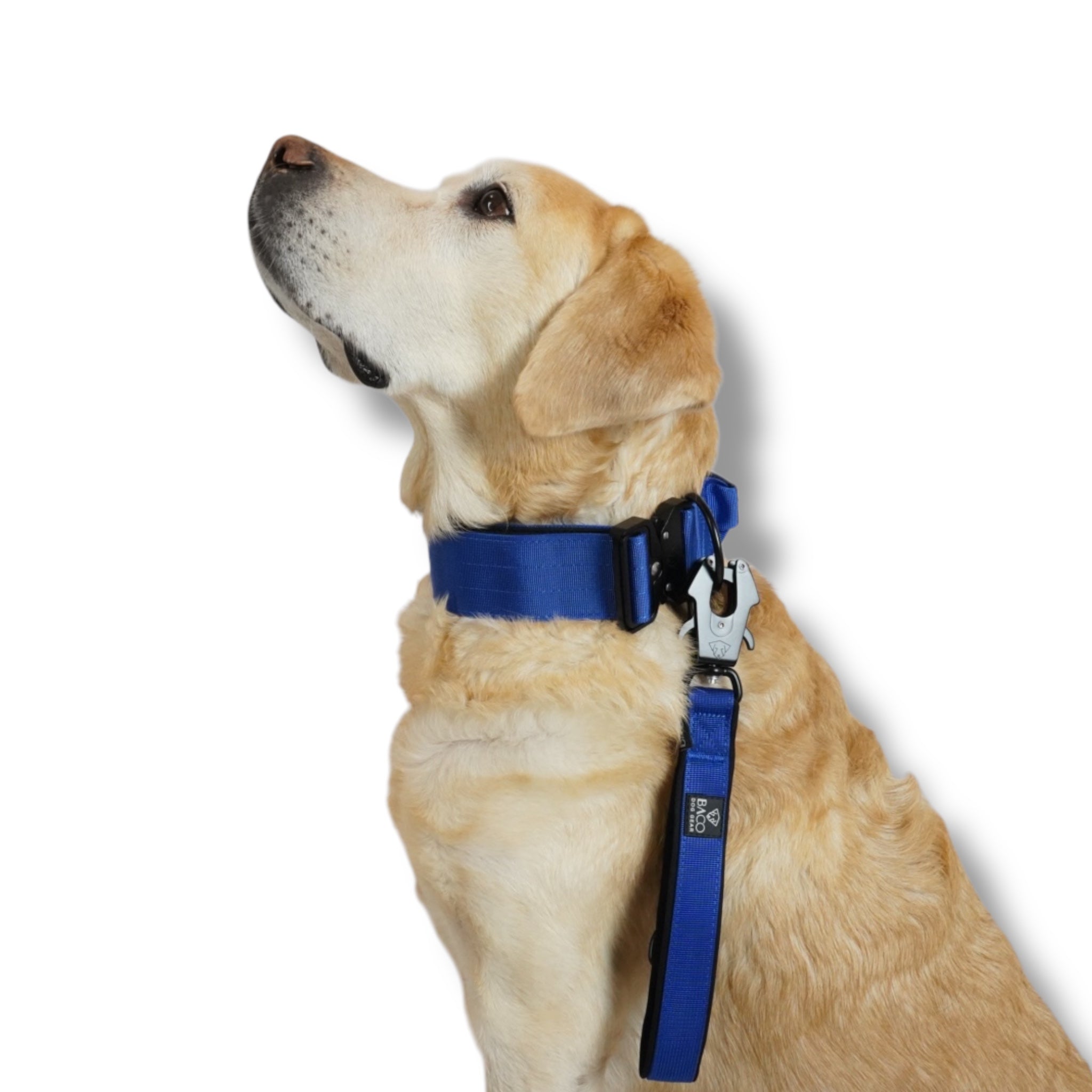 BACO DOG GEAR