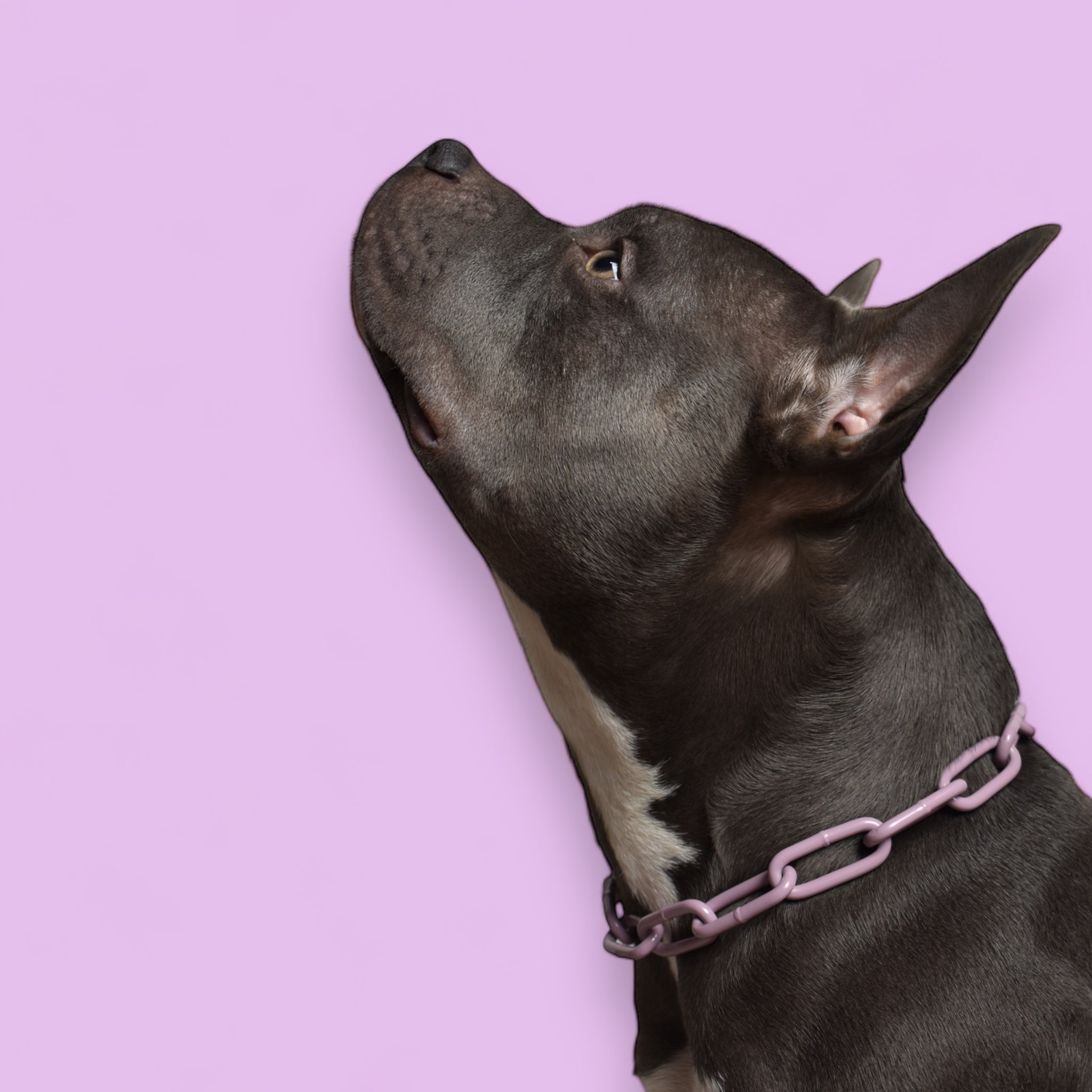 BACO DOG GEAR