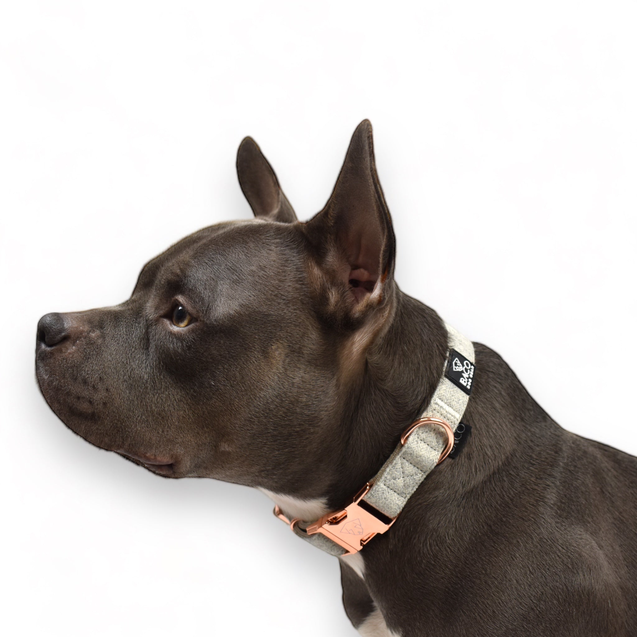 BACO DOG GEAR