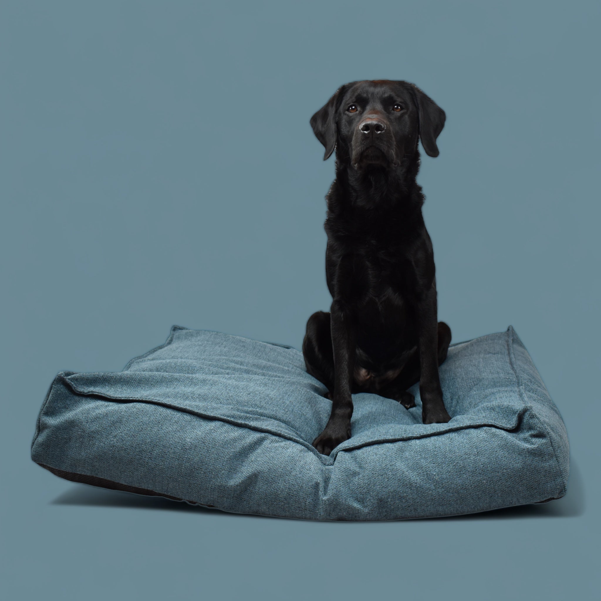 BACO DOG GEAR