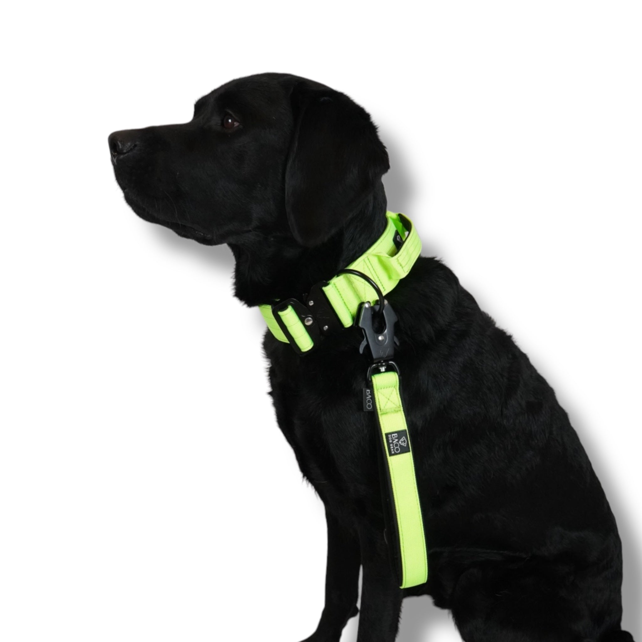 BACO DOG GEAR