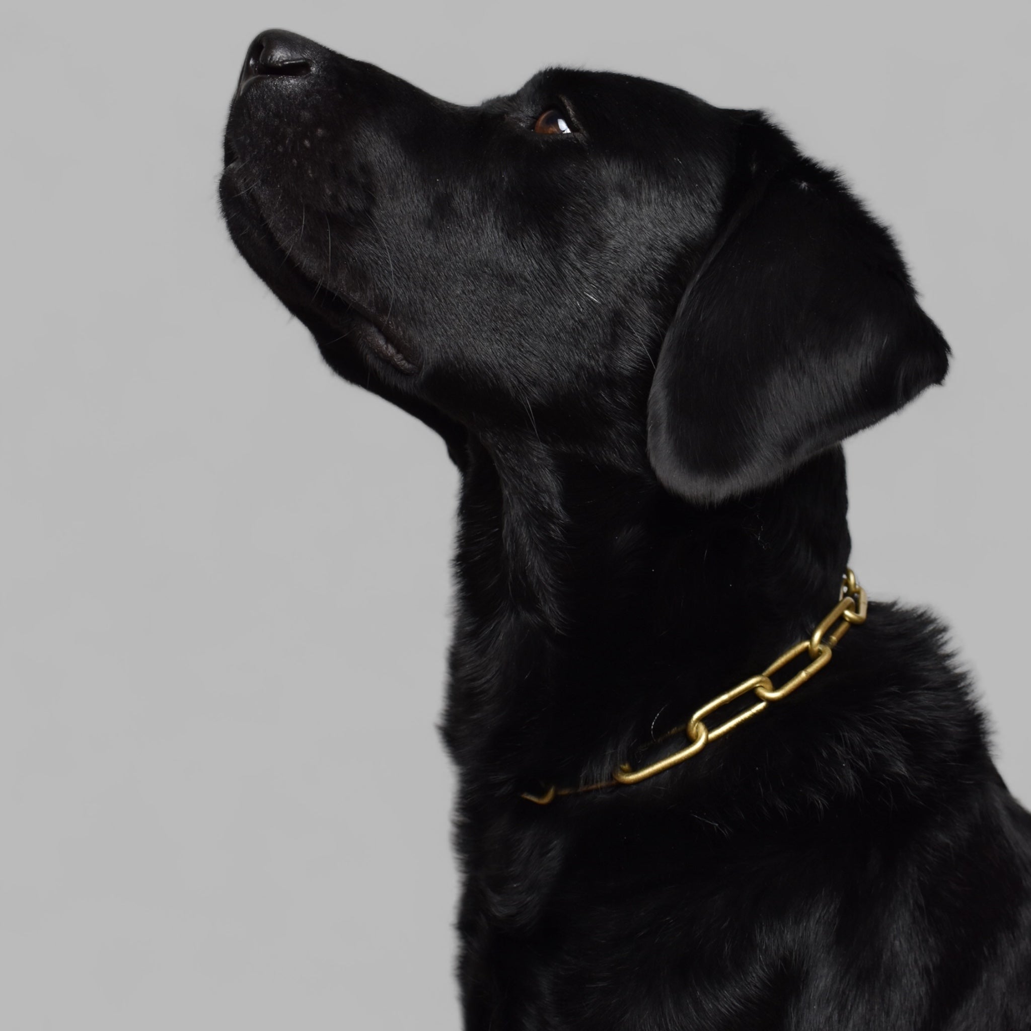 BACO DOG GEAR