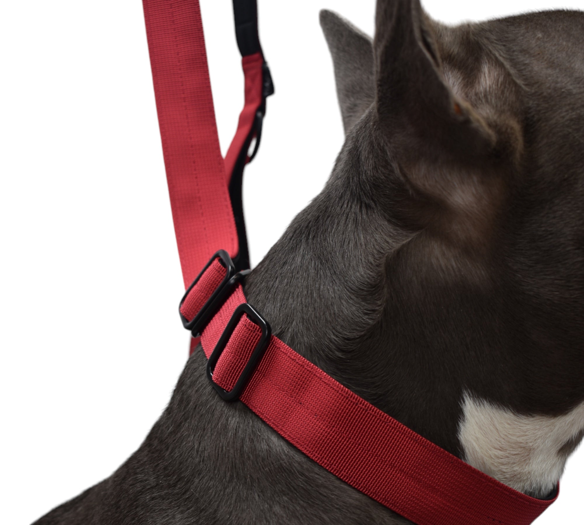 BACO DOG GEAR