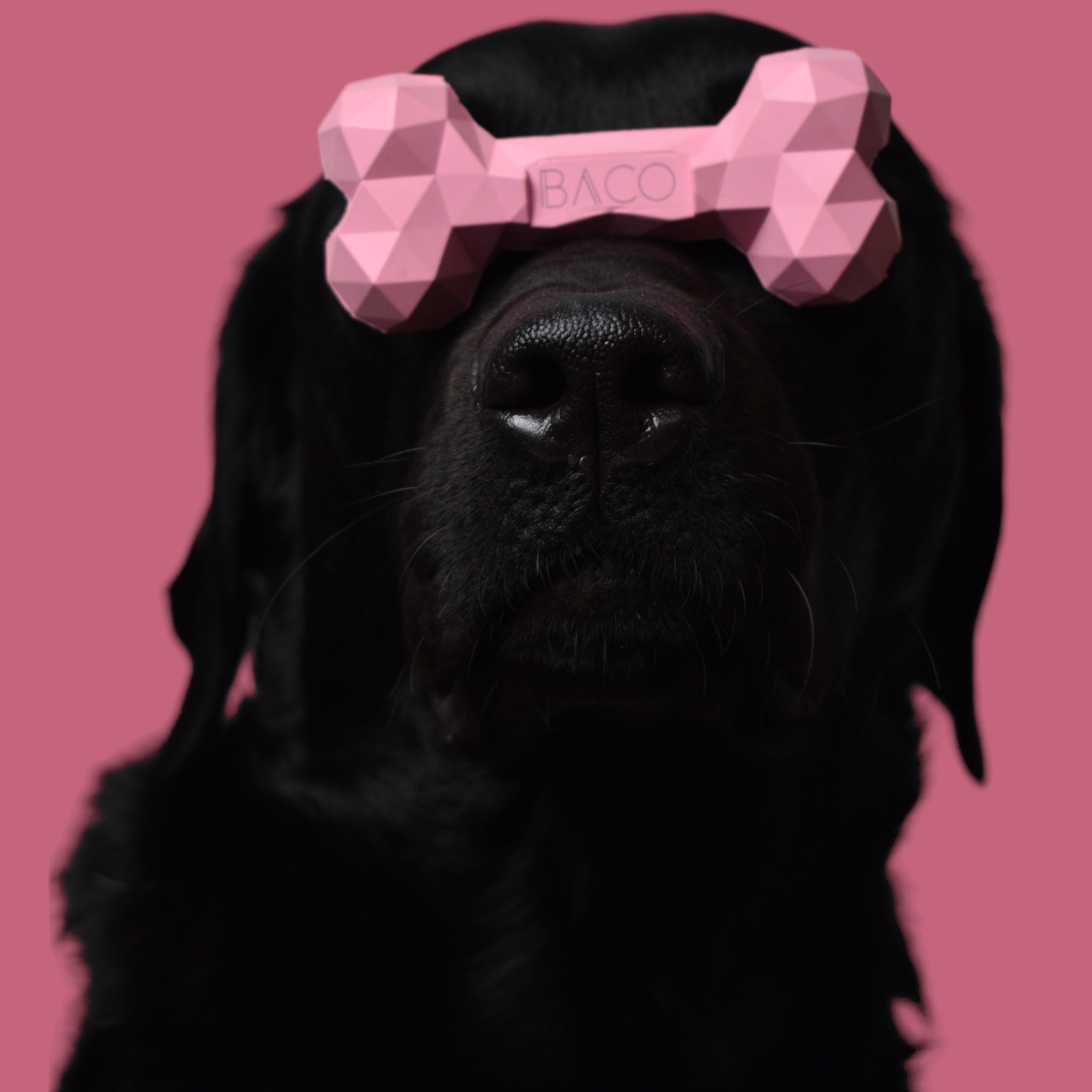 BACO DOG GEAR