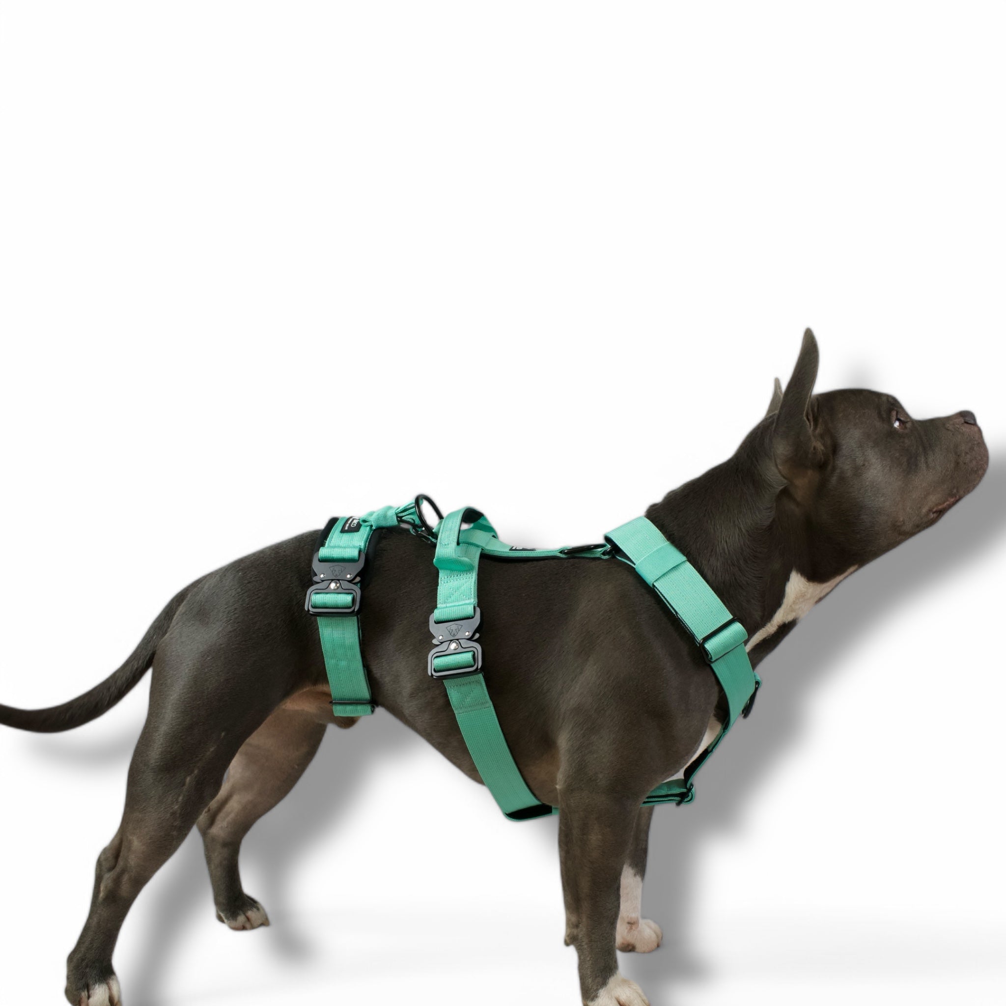 BACO DOG GEAR