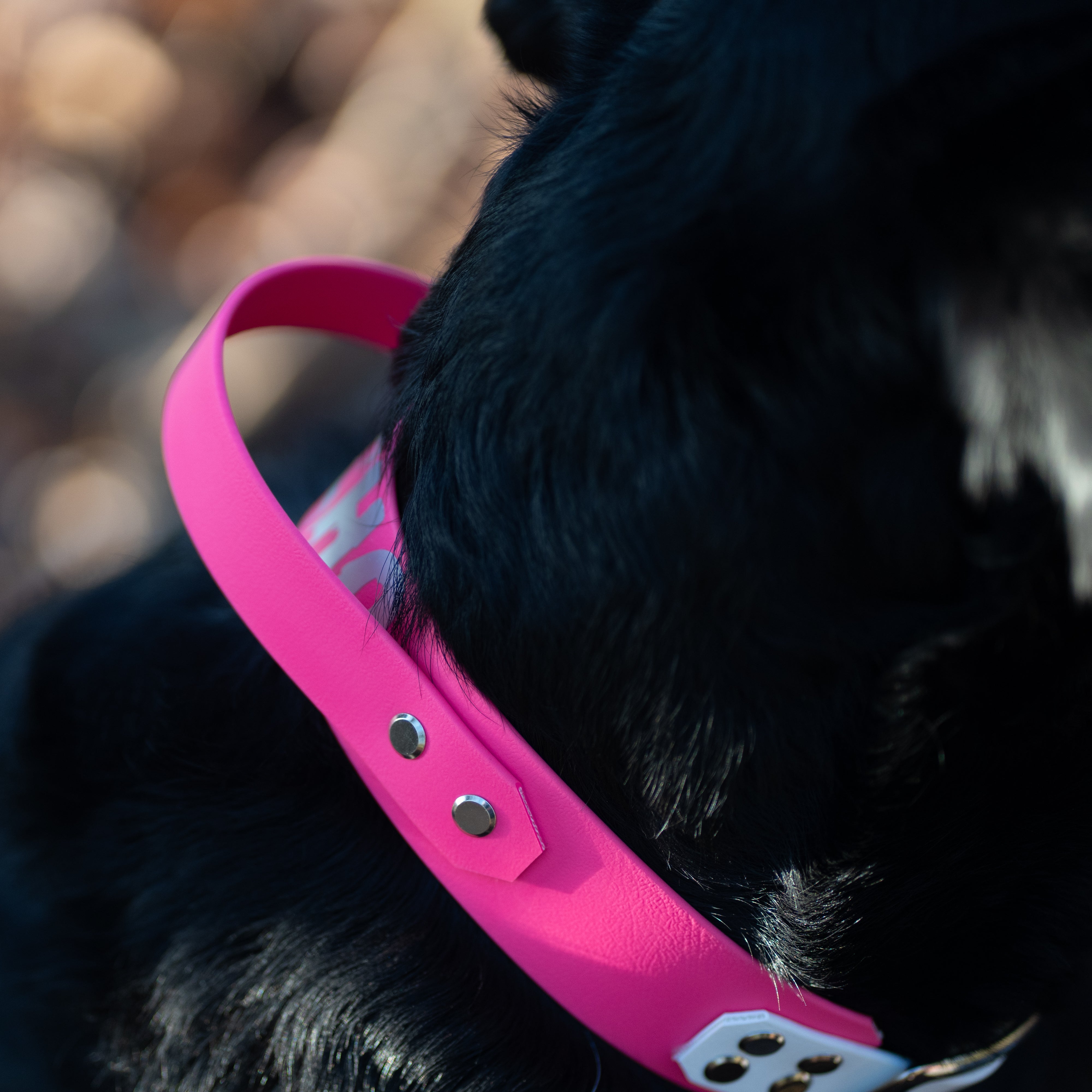 BACO DOG GEAR