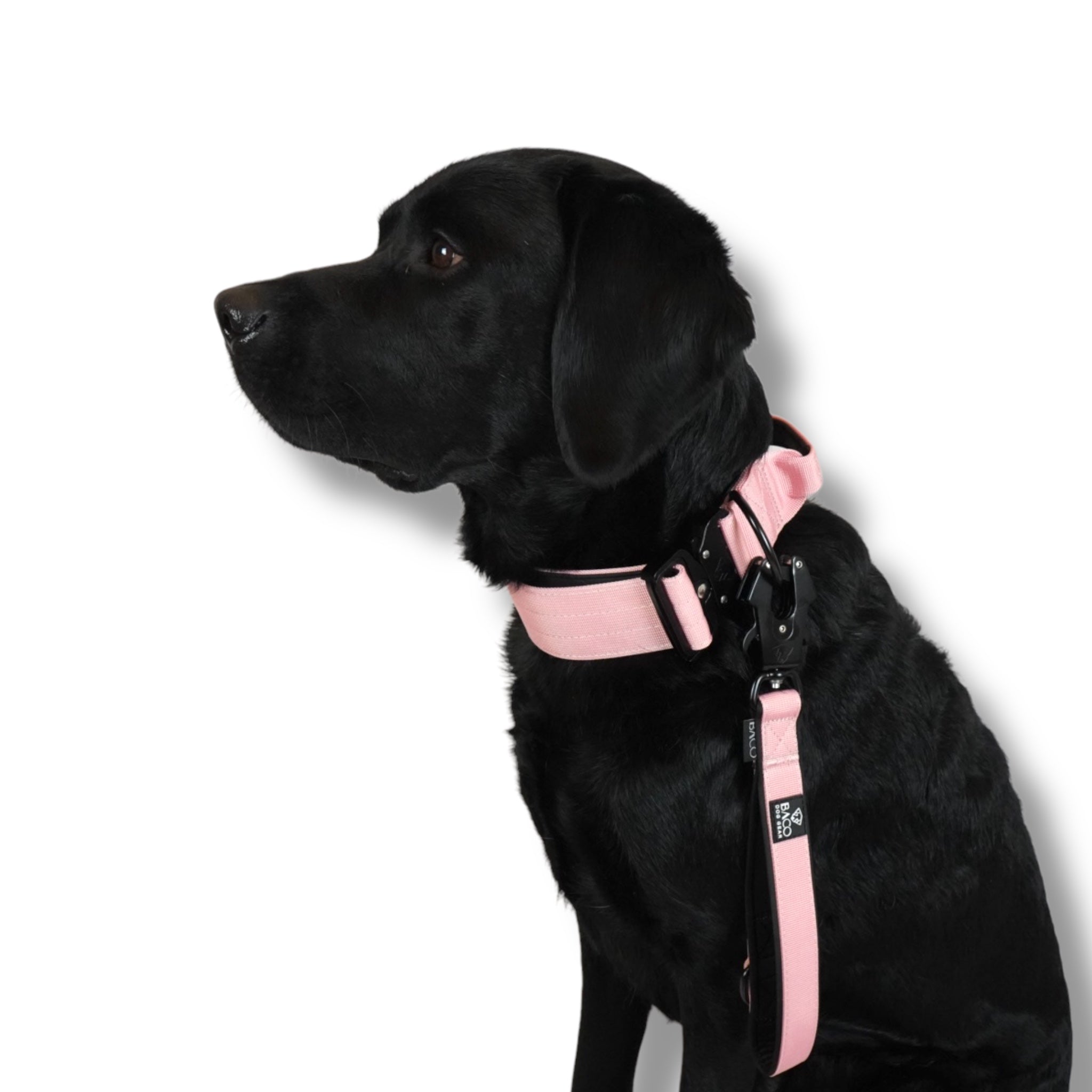 BACO DOG GEAR