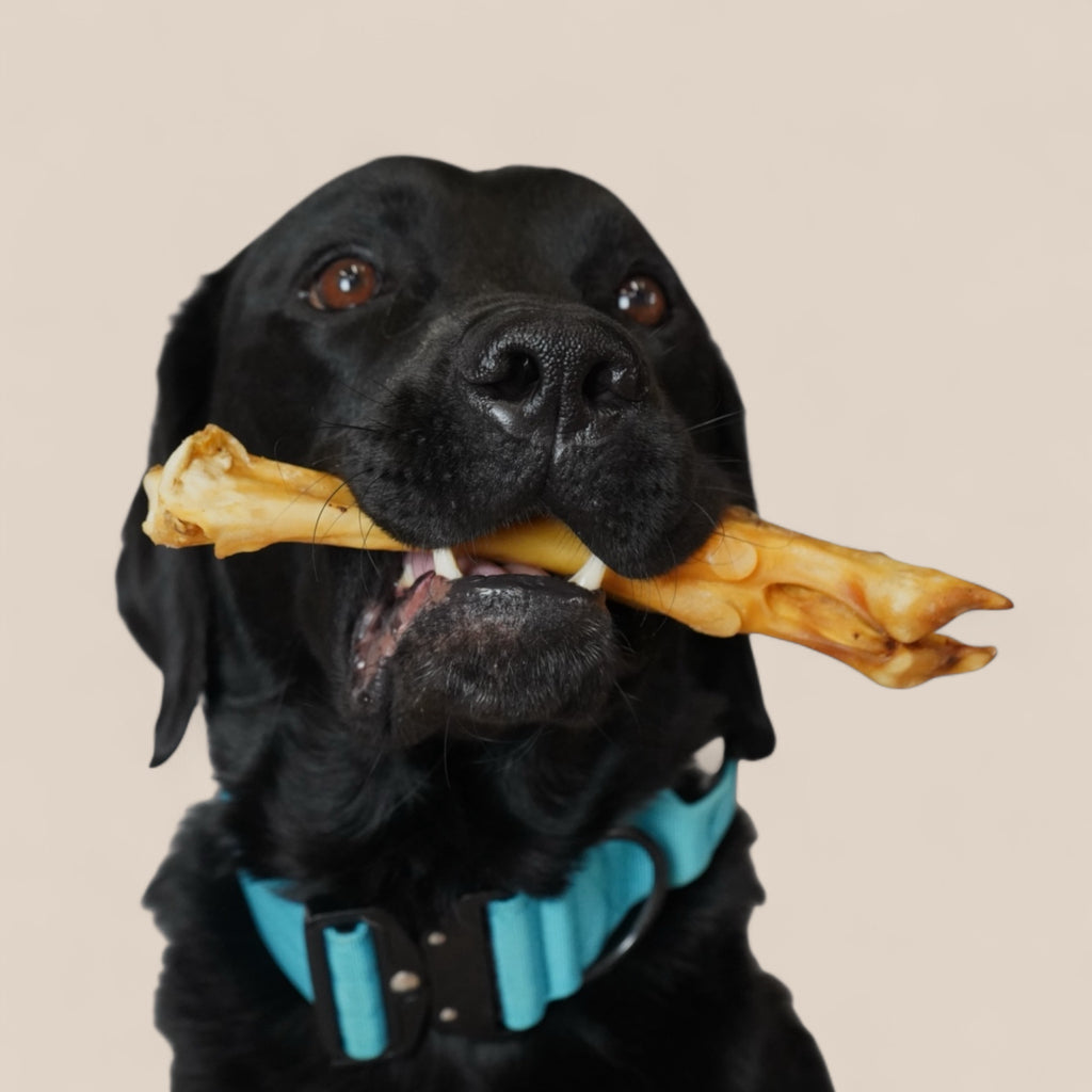BACO DOG GEAR
