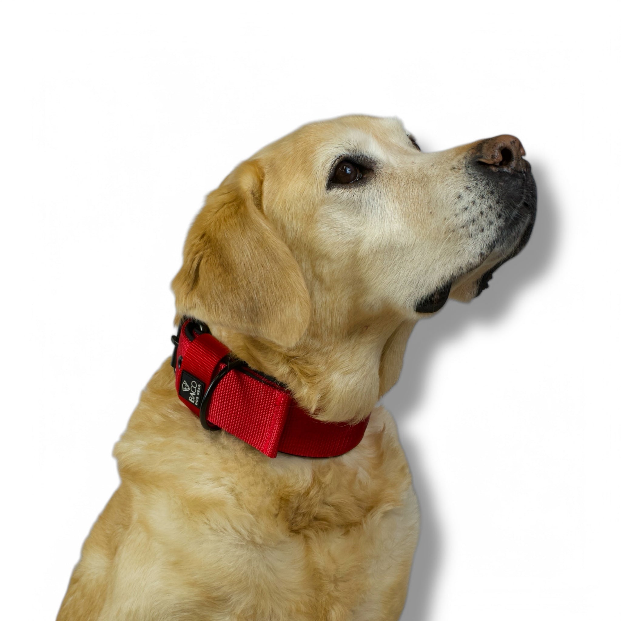 BACO DOG GEAR