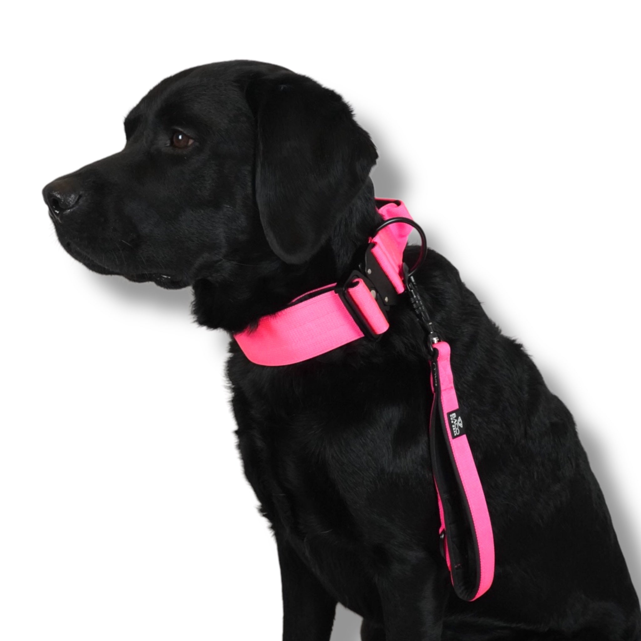 BACO DOG GEAR