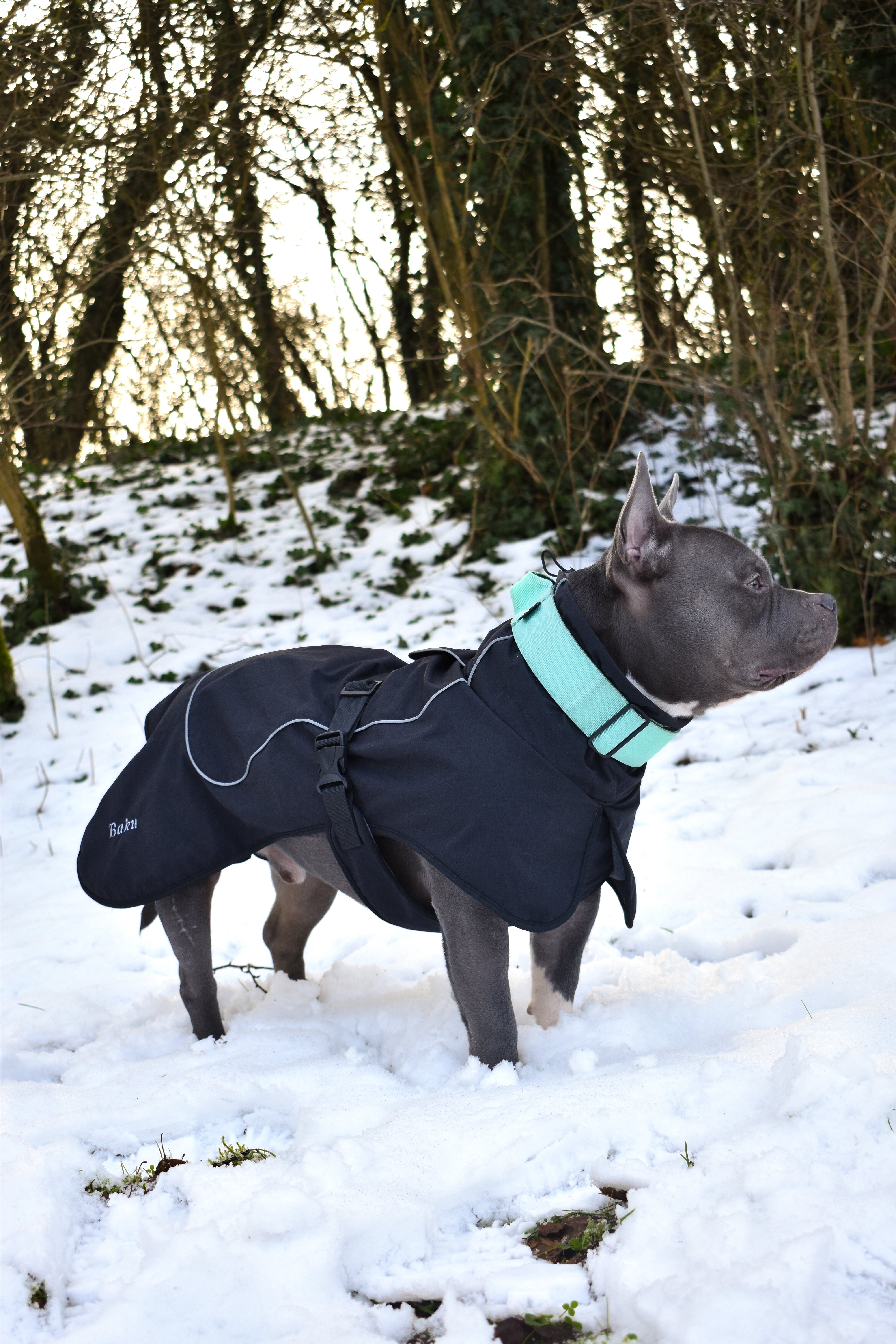 BACO DOG GEAR