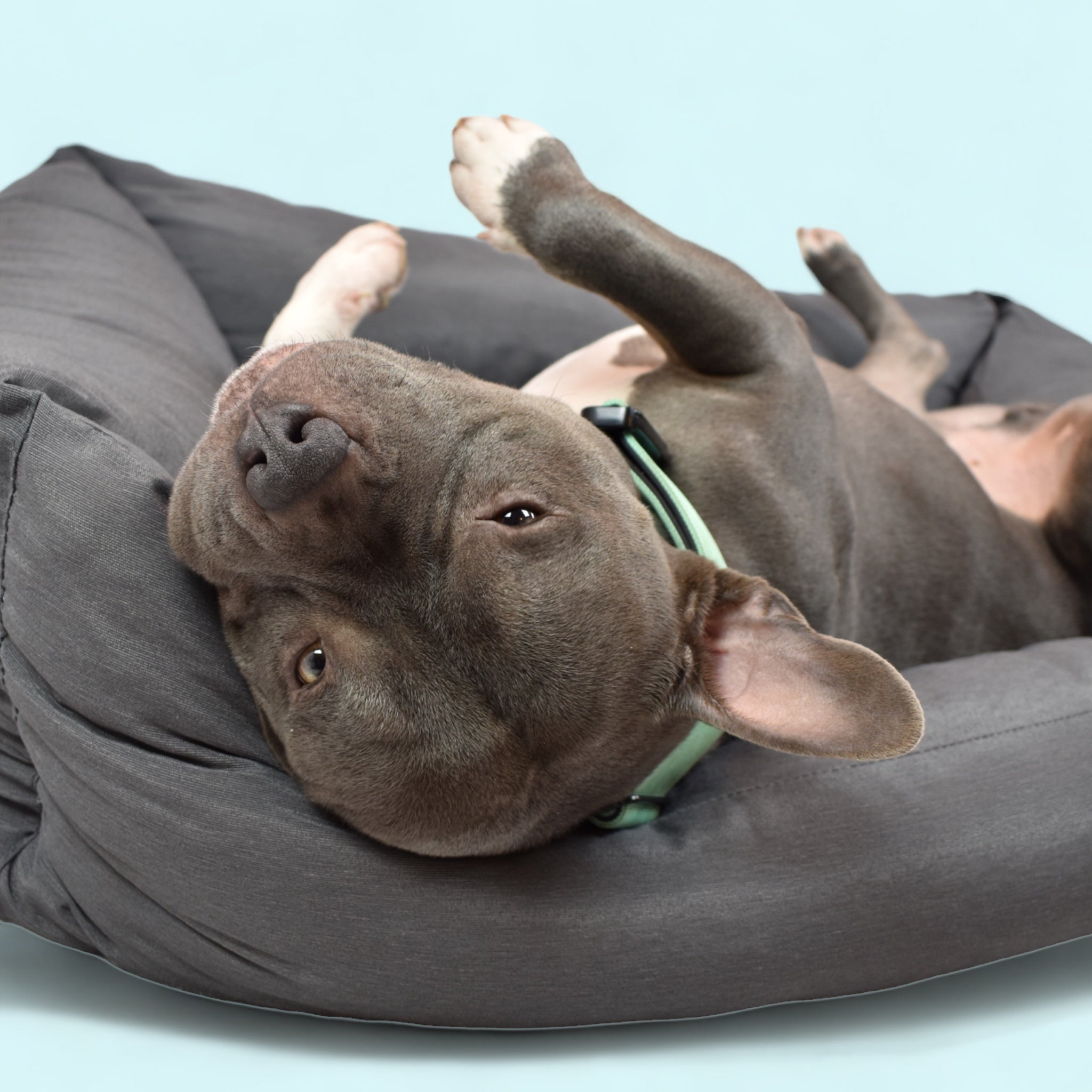BACO DOG GEAR