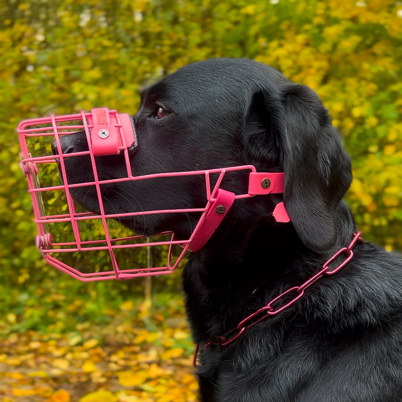 BACO DOG GEAR