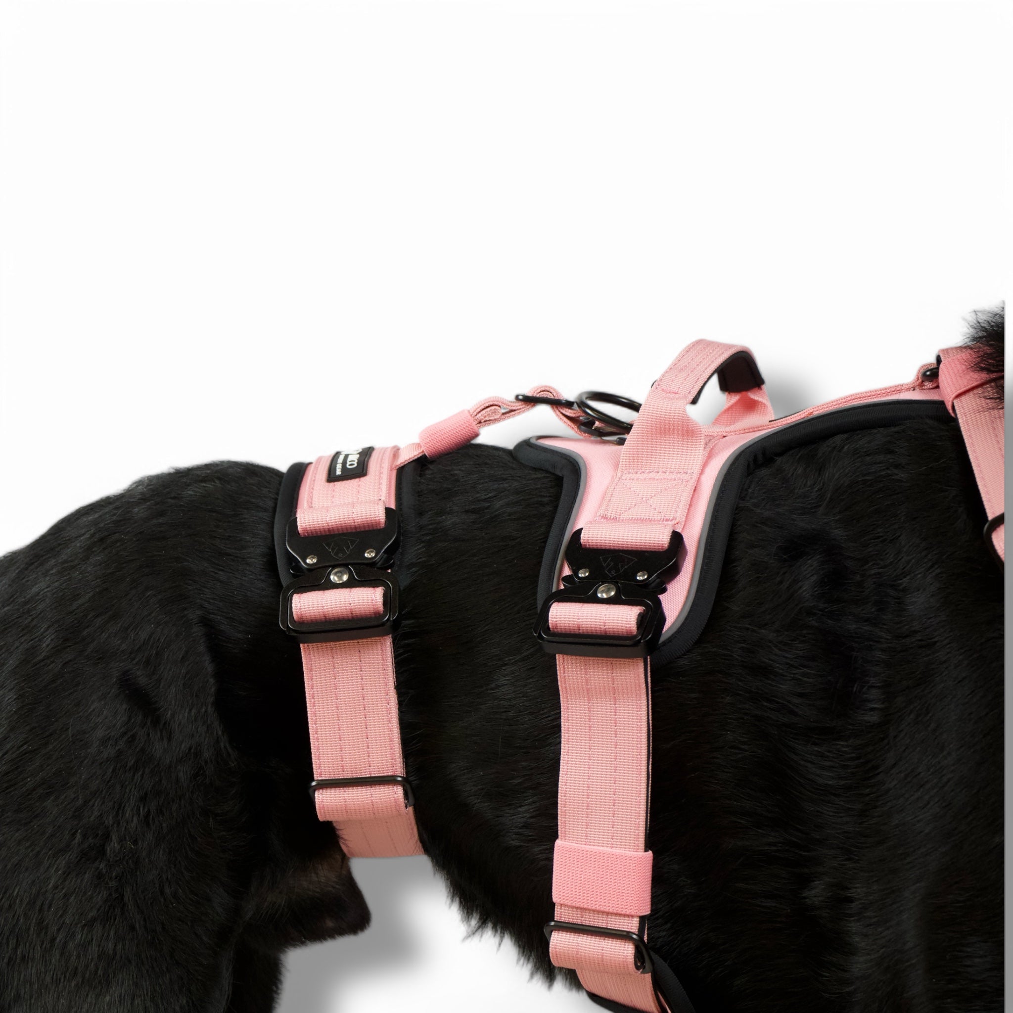 BACO DOG GEAR