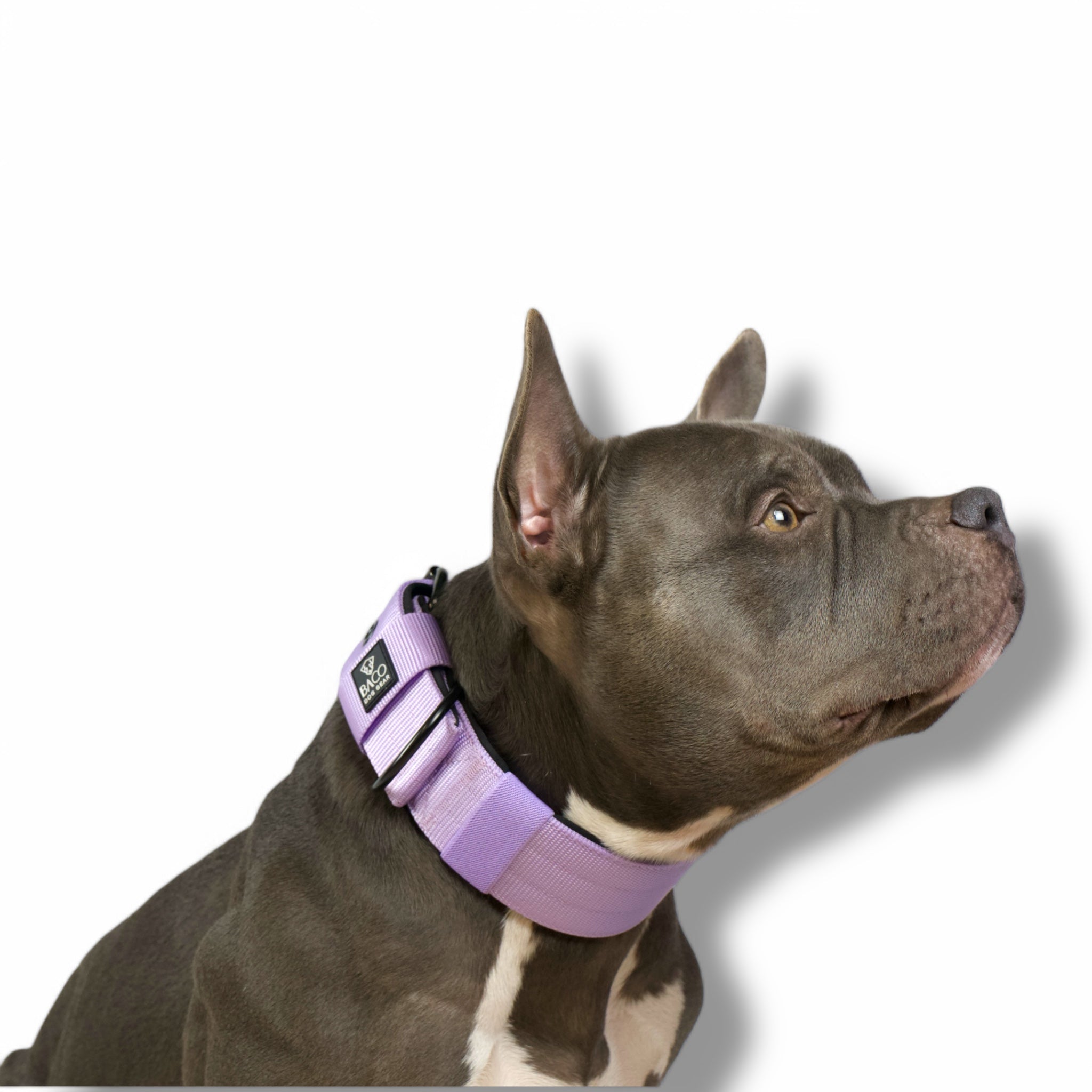 BACO DOG GEAR