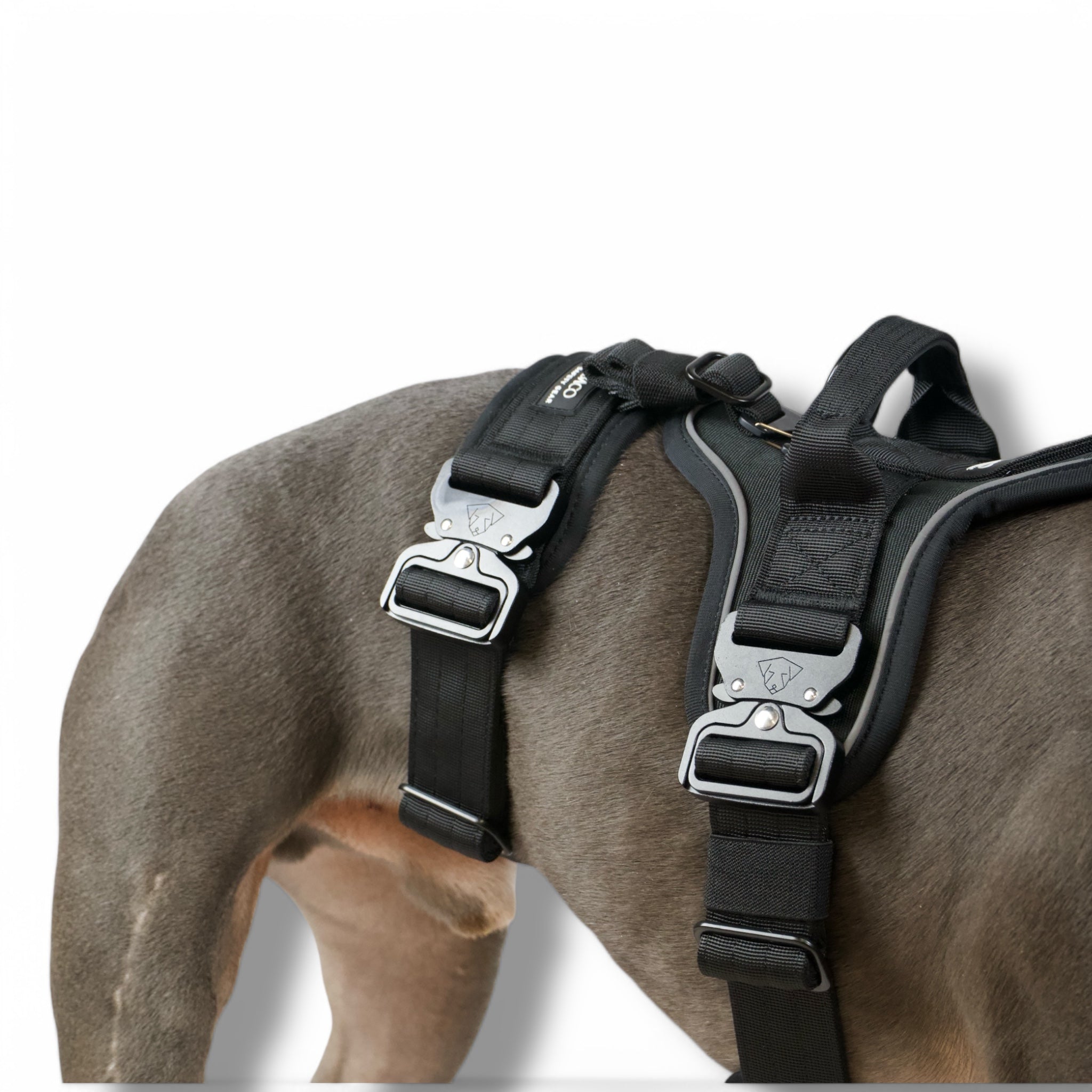 BACO DOG GEAR