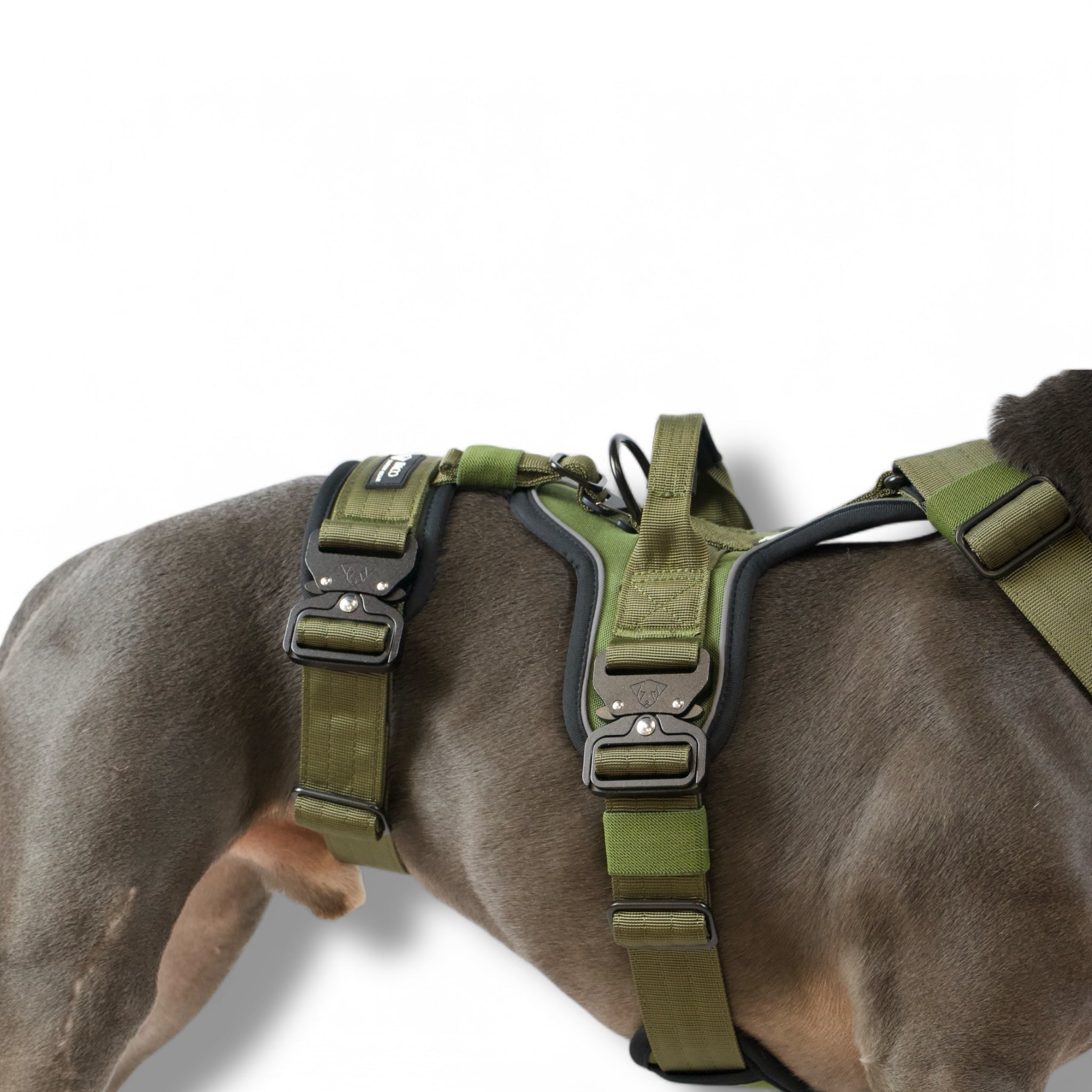 BACO DOG GEAR