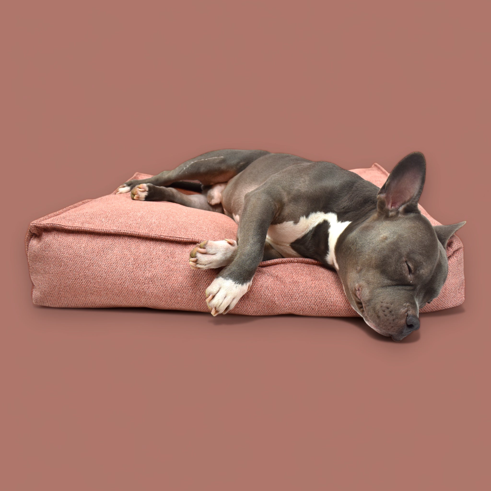 BACO DOG GEAR