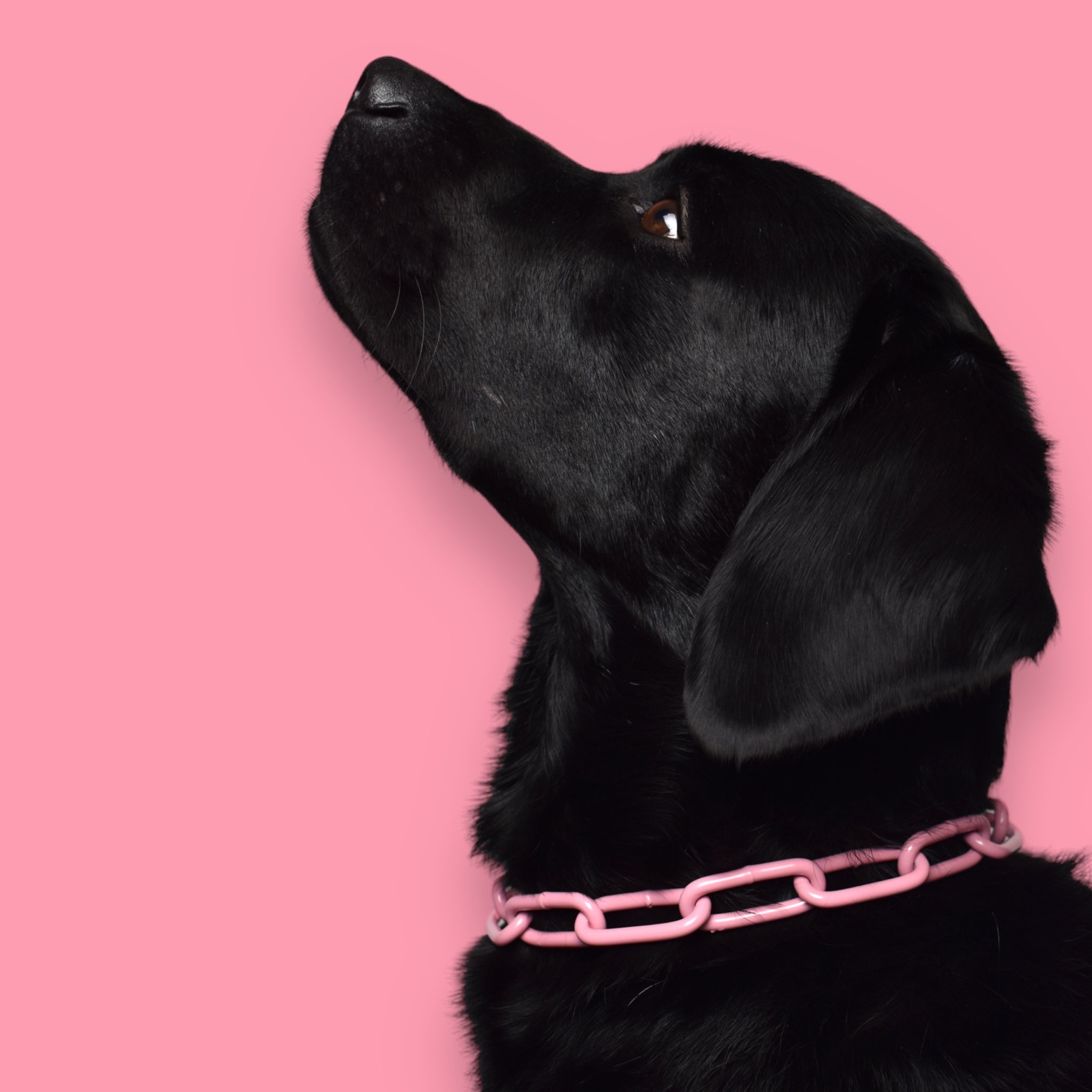 BACO DOG GEAR