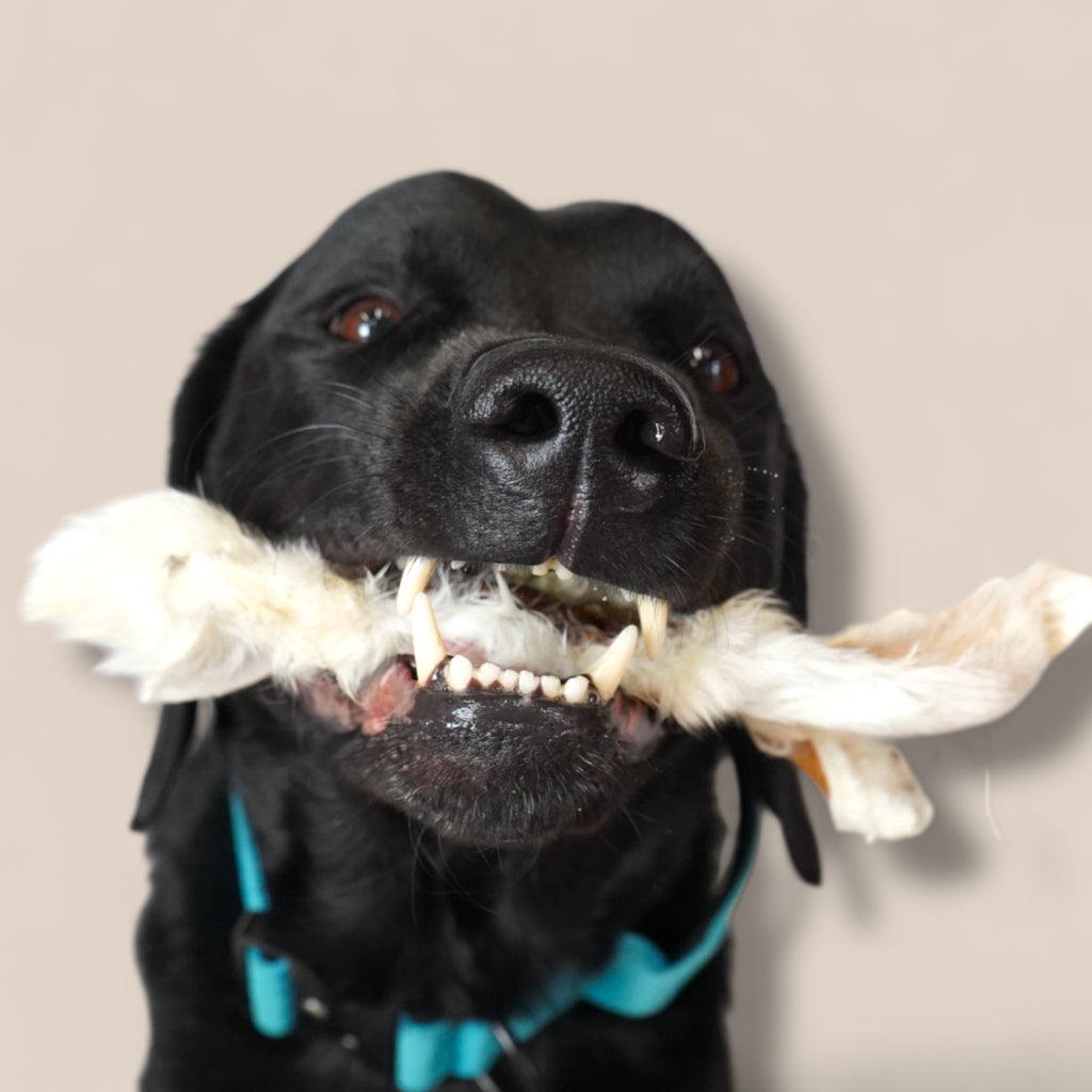 BACO DOG GEAR