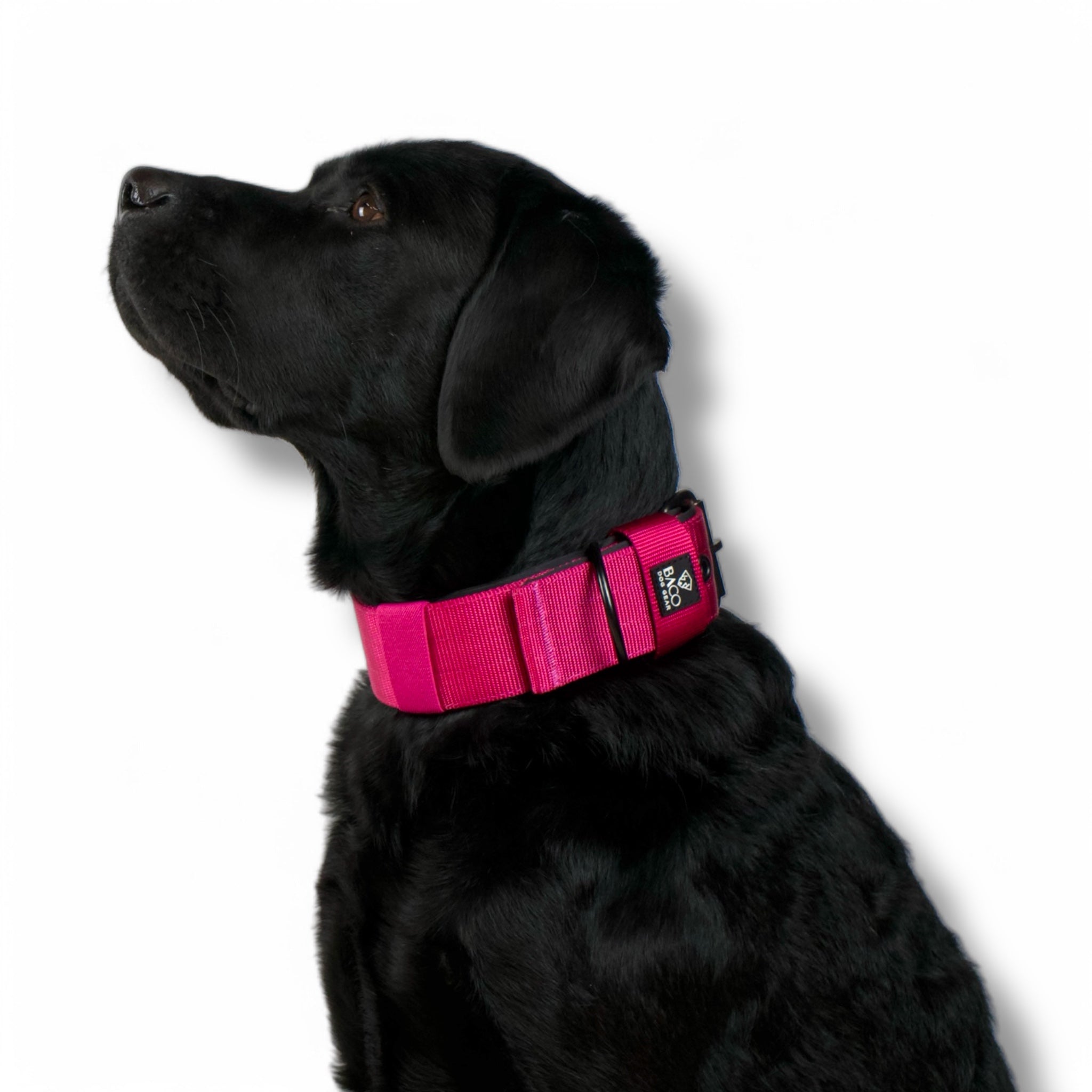 BACO DOG GEAR