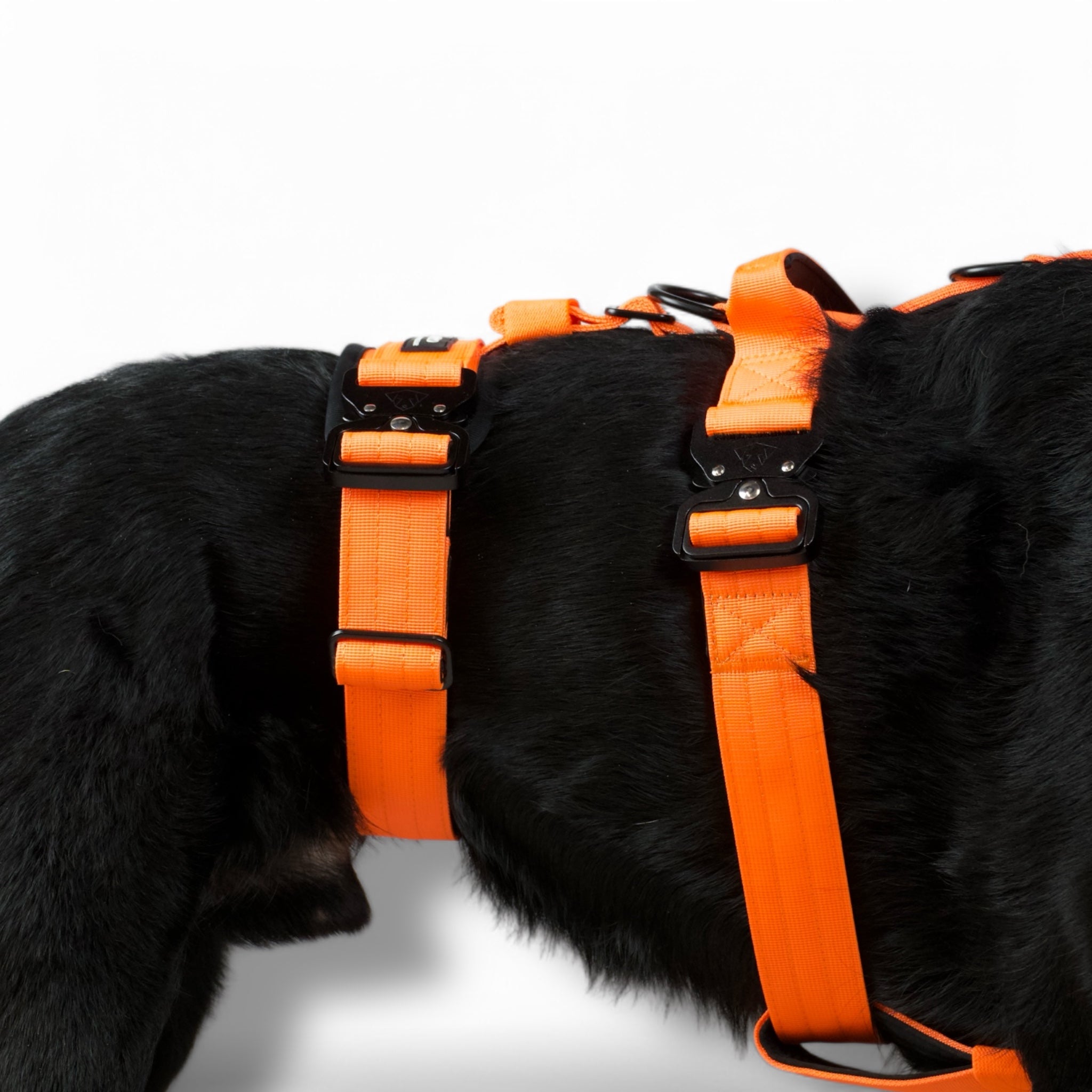 BACO DOG GEAR