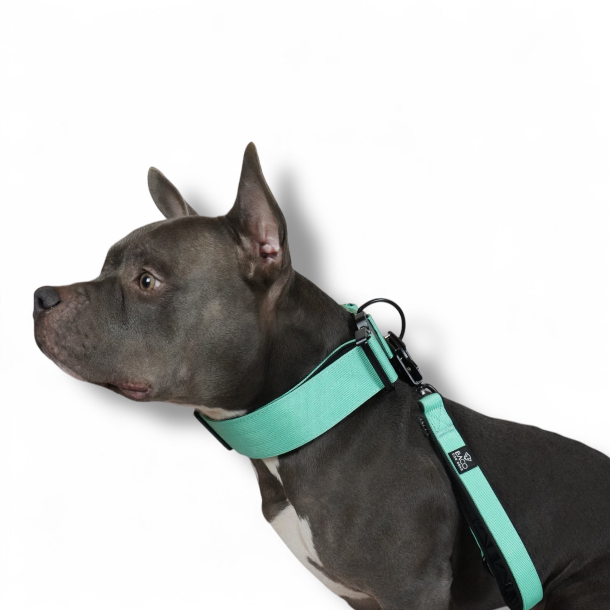 BACO DOG GEAR