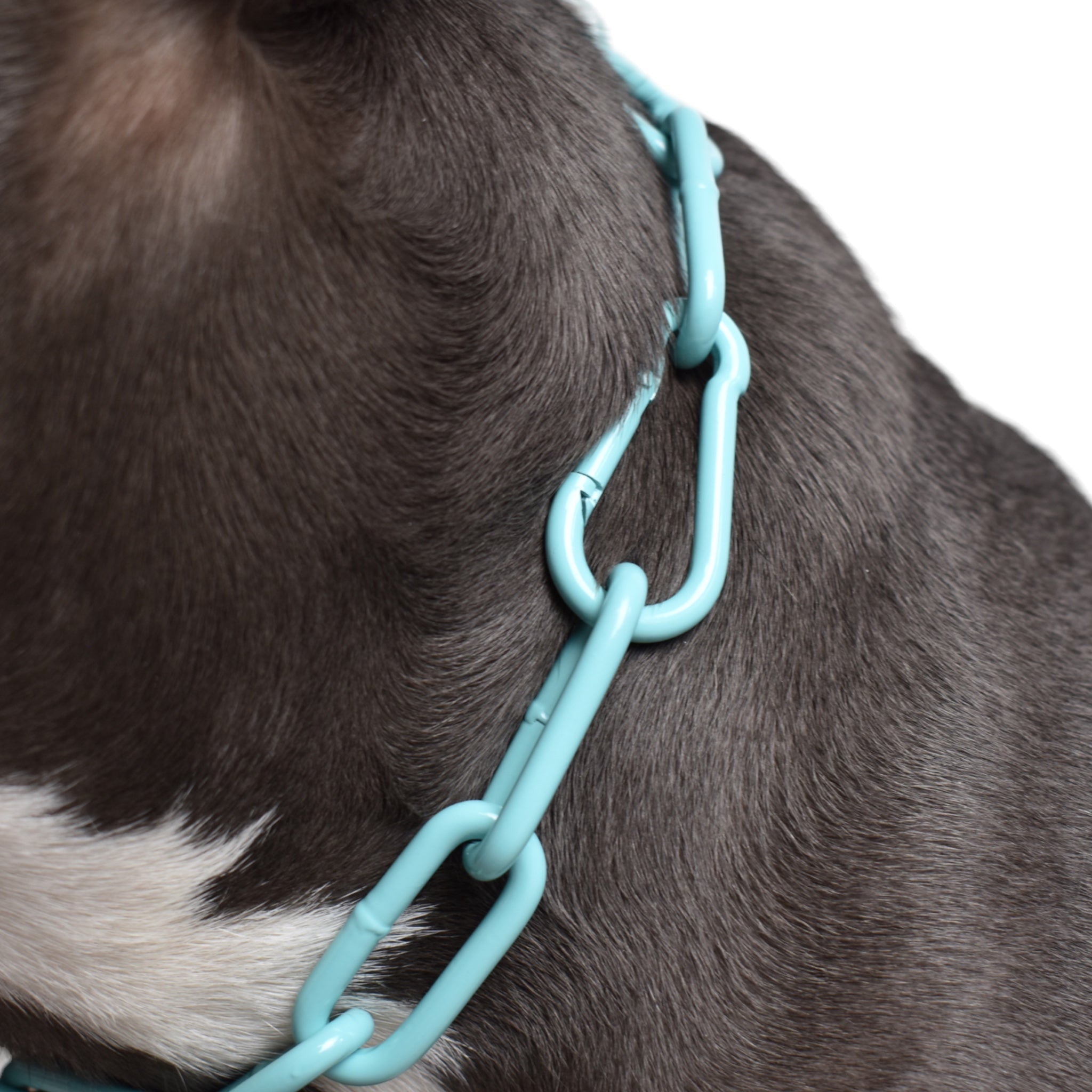 BACO DOG GEAR