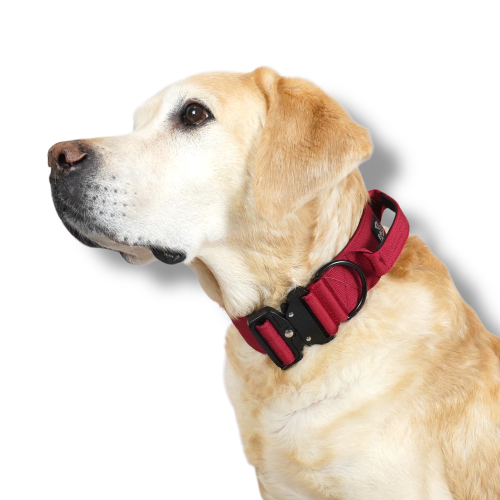 BACO DOG GEAR