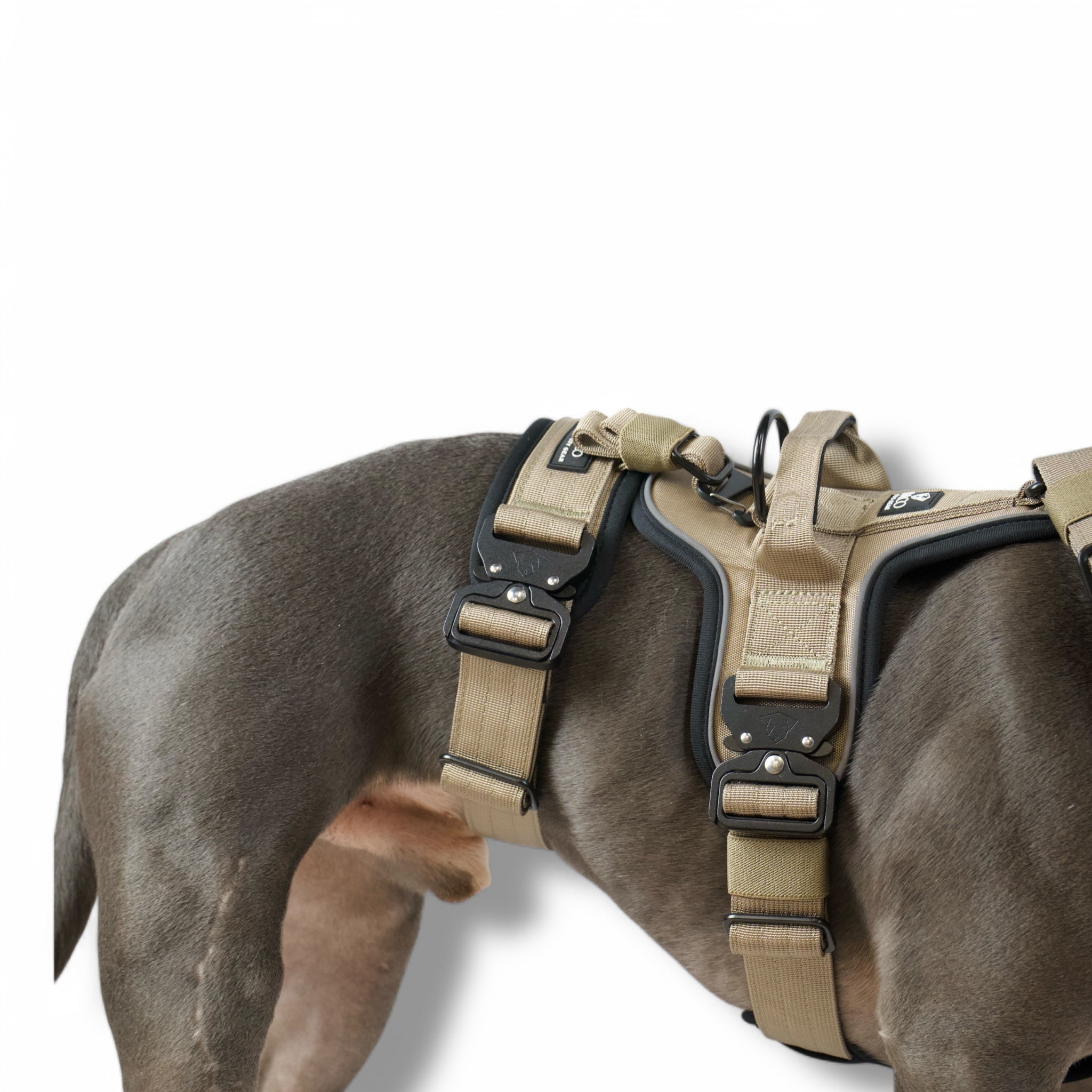 BACO DOG GEAR