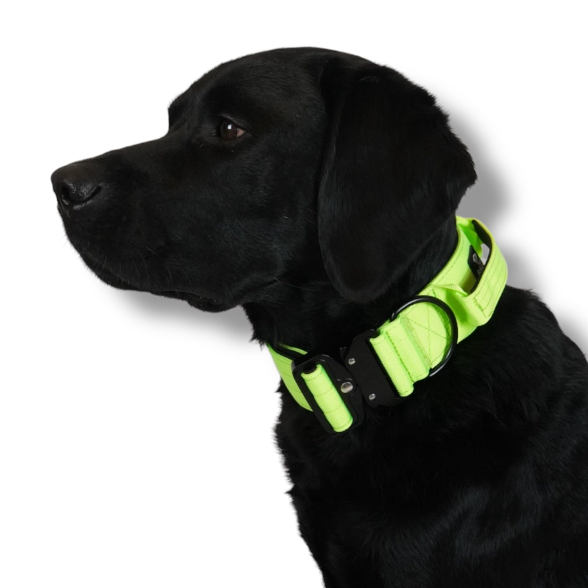 BACO DOG GEAR